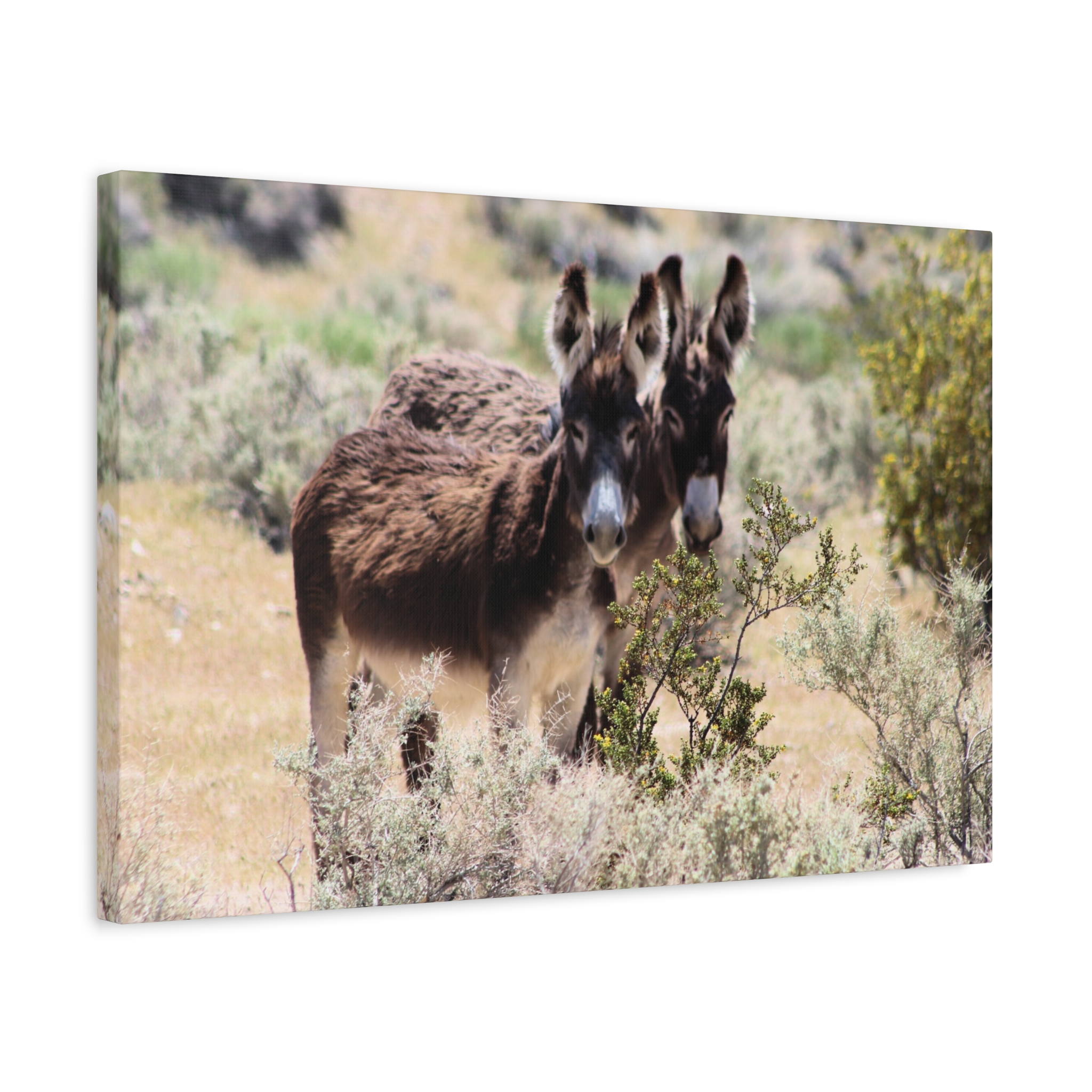 Wild Donkey Couple in Nevada Wrapped Canvas Wall Art – Desert Wildlife Photography – Burros in Natural Habitat Gallery Print Ready to Hang - Image 14