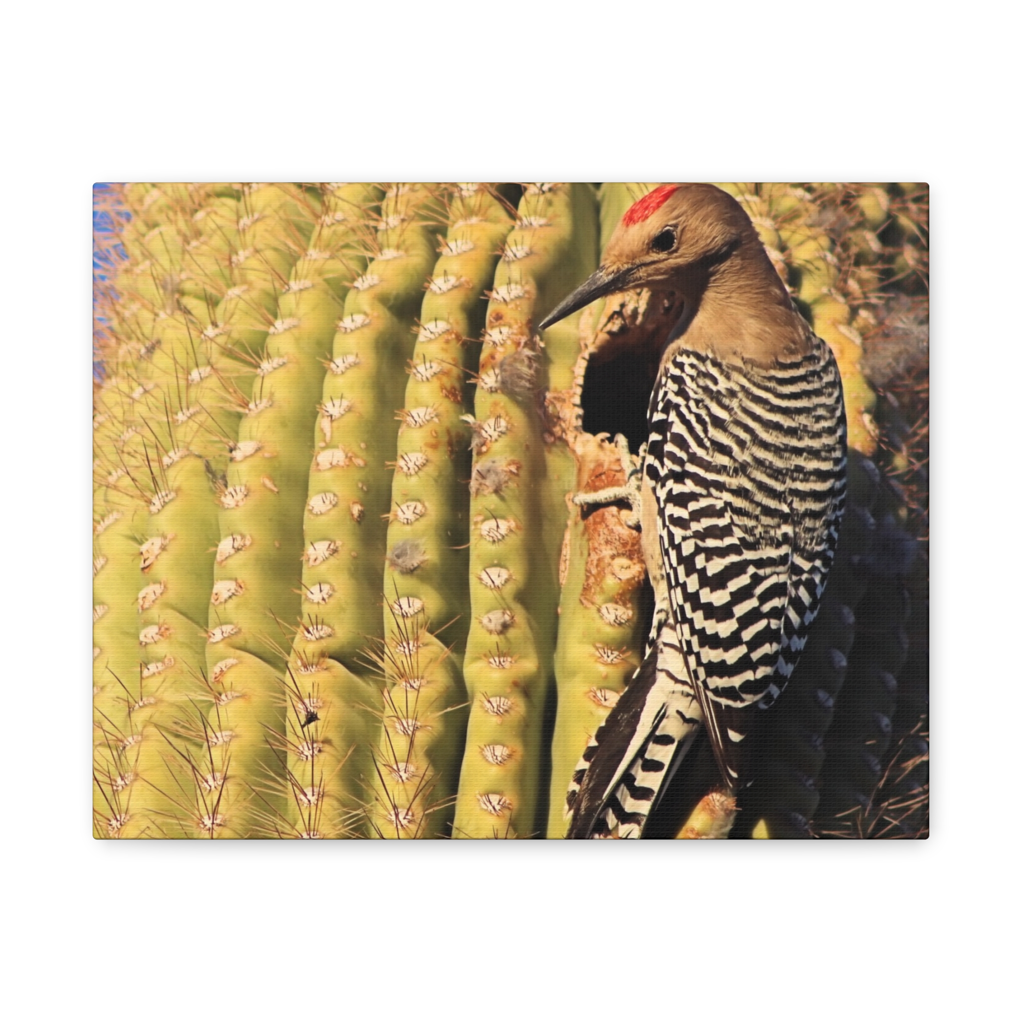 Gila Woodpecker on Saguaro Cactus – Wrapped Canvas Wall Art | Kofa National Wildlife Refuge Print | Arizona Bird and Desert Home Decor - Image 5