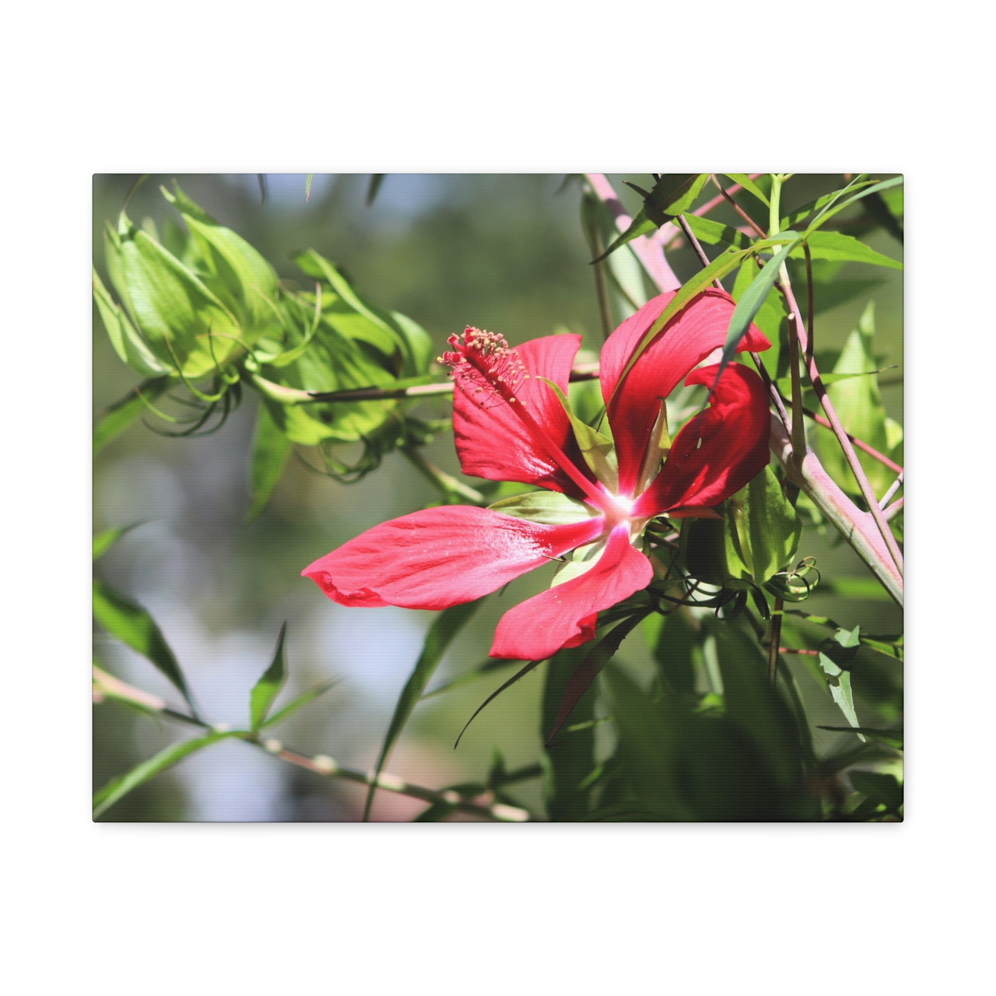 Blazing Star Hibiscus Canvas Wall Art – Vibrant Red Summer Flower Photography, Botanical Nature Print from North Carolina Gardens – Wrapped Canvas Home Decor - Image 9