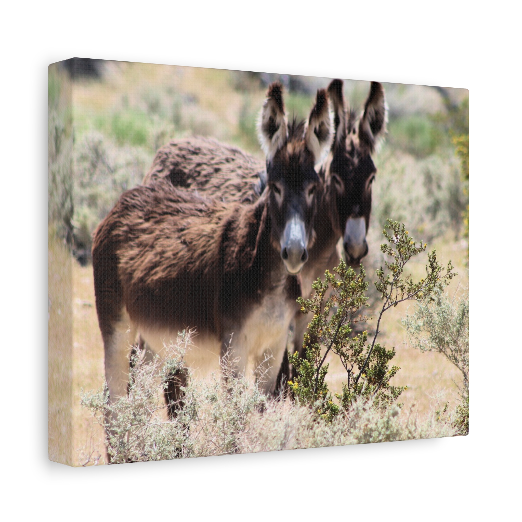 Wild Donkey Couple in Nevada Wrapped Canvas Wall Art – Desert Wildlife Photography – Burros in Natural Habitat Gallery Print Ready to Hang - Image 2