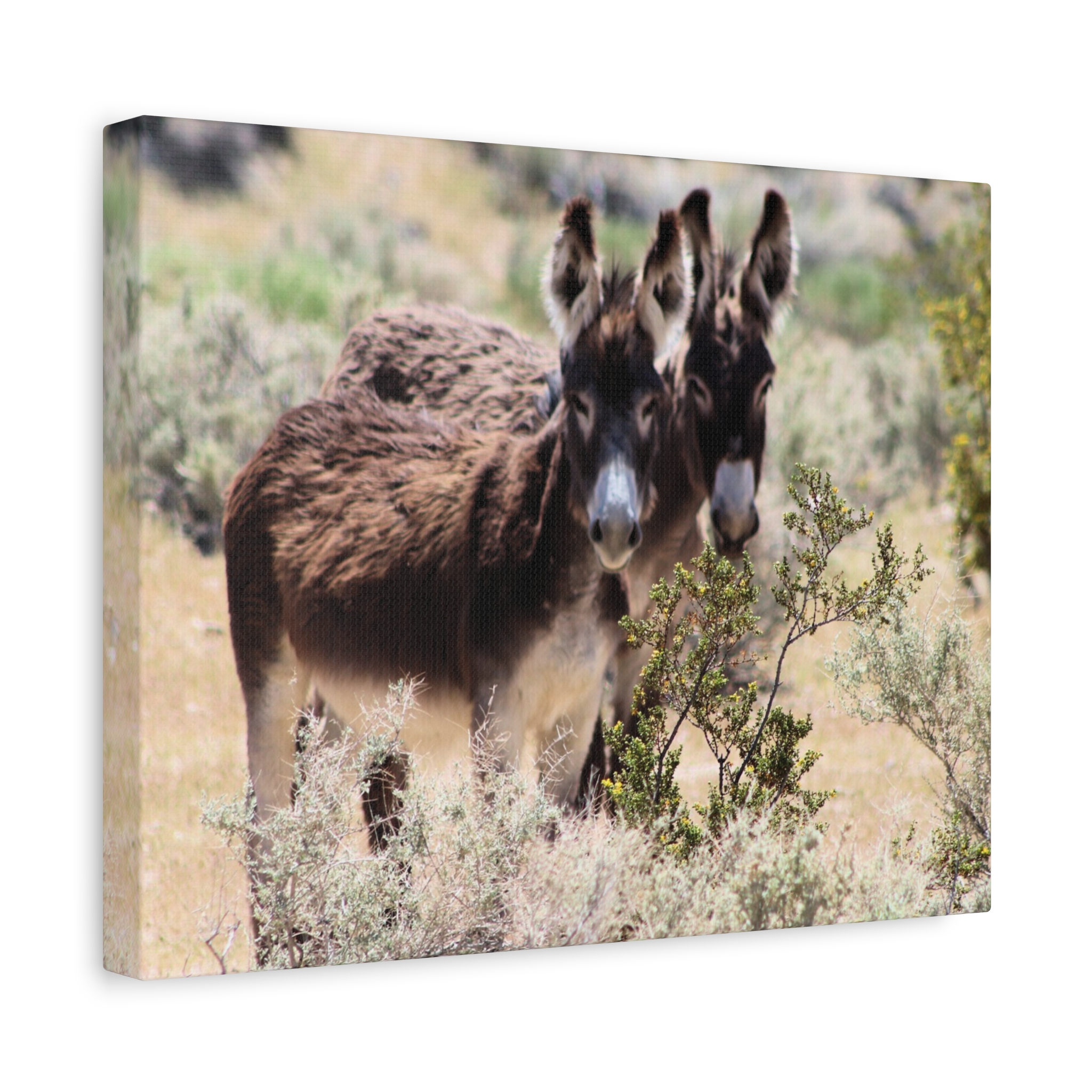 Wild Donkey Couple in Nevada Wrapped Canvas Wall Art – Desert Wildlife Photography – Burros in Natural Habitat Gallery Print Ready to Hang - Image 6