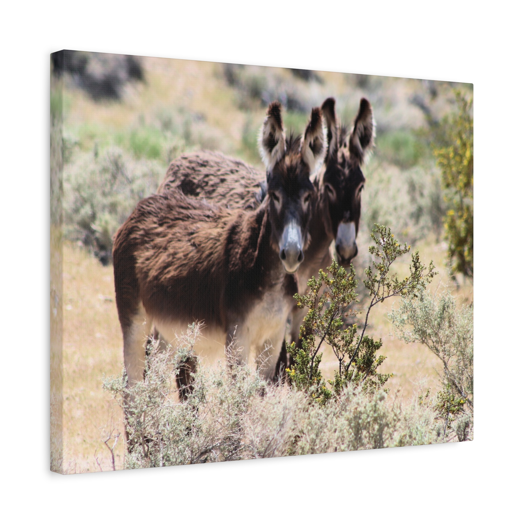 Wild Donkey Couple in Nevada Wrapped Canvas Wall Art – Desert Wildlife Photography – Burros in Natural Habitat Gallery Print Ready to Hang - Image 10
