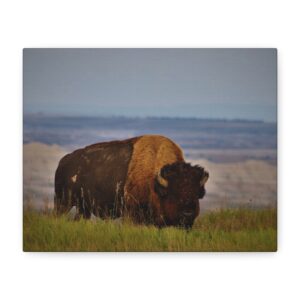 Wild Buffalo Wall Art – Badlands National Park South Dakota Wildlife Photography – American Bison Grazing on Prairie Plains and Buttes – Rustic Western Decor Wrapped Canvas