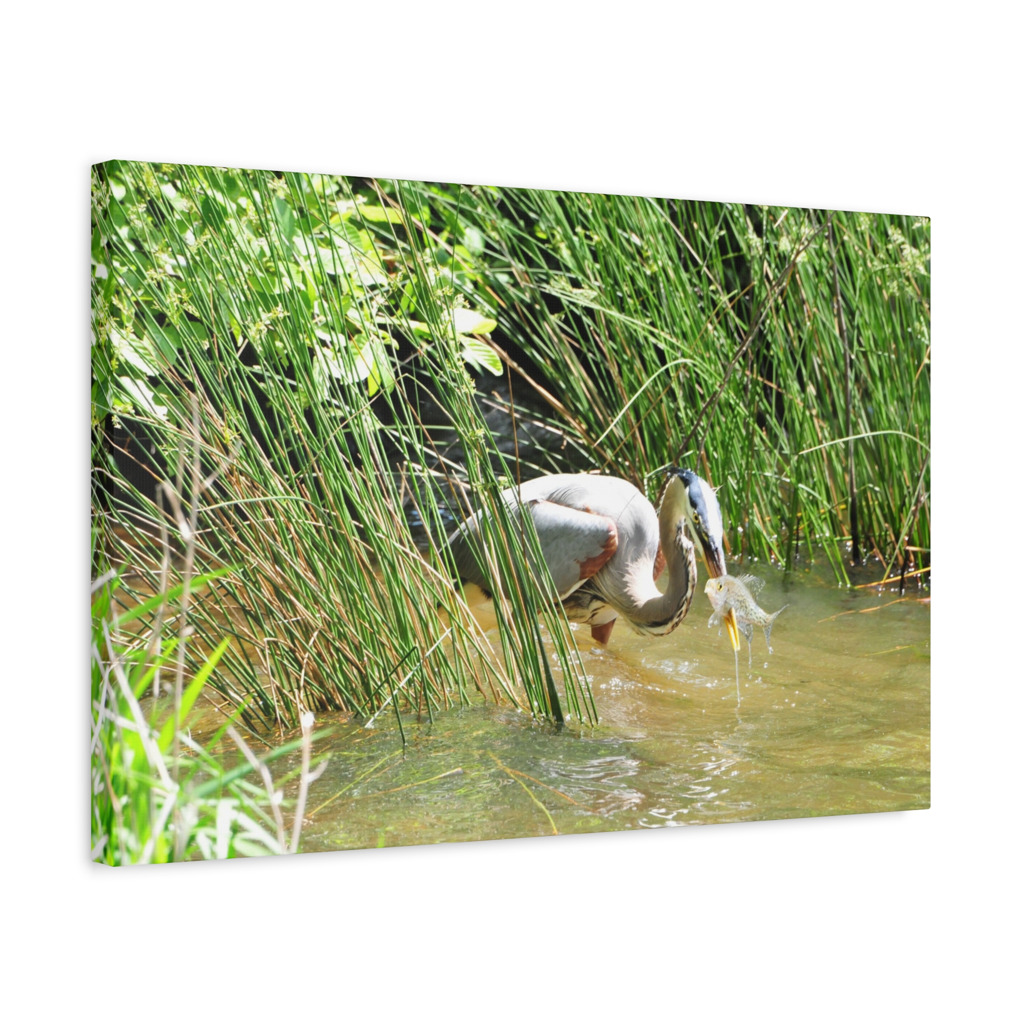 Gallery Wrapped Canvas Wall Art – Great Blue Heron with Fish in Reeds – North Carolina Wetlands Wildlife Photography Coastal Bird Decor - Image 14