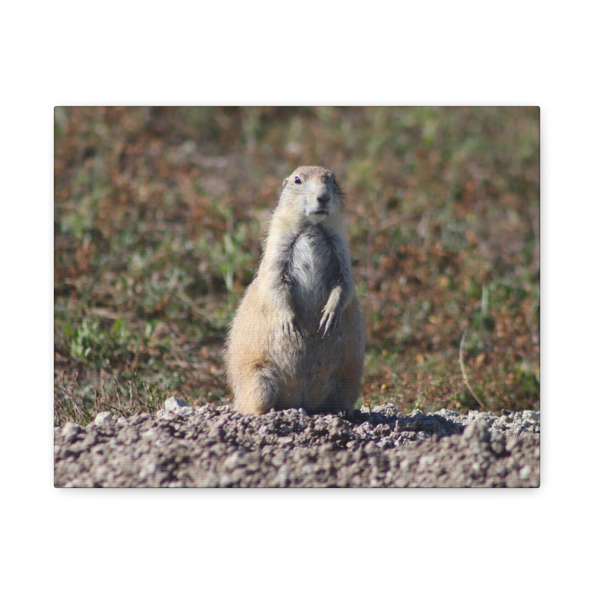 Prairie Dog Wrapped Canvas Wall Art – Badlands National Park, South Dakota Wildlife and Prairie Landscape Photography – Gallery-Wrapped, Ready-to-Hang Rustic Western Home Décor - Image 5