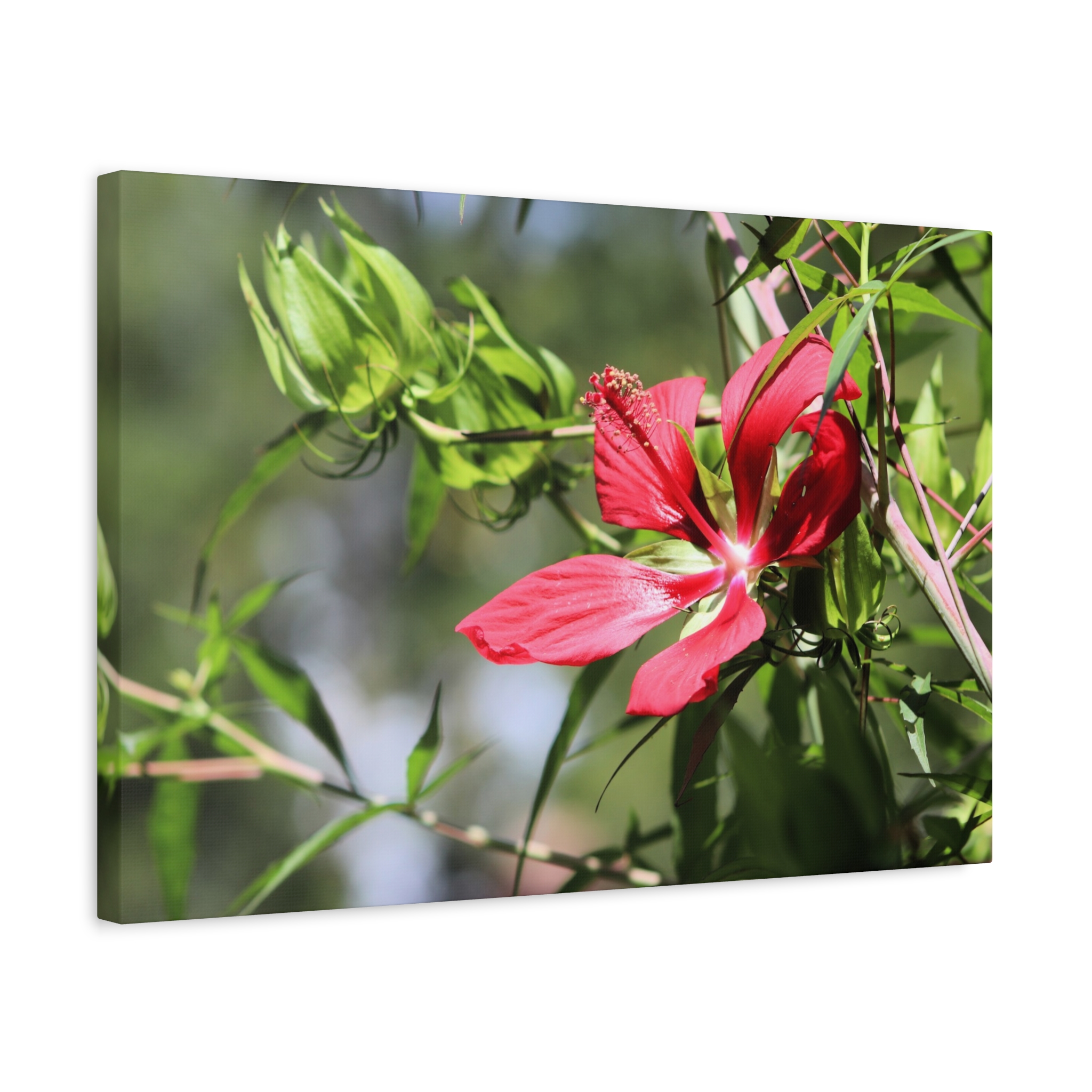 Blazing Star Hibiscus Canvas Wall Art – Vibrant Red Summer Flower Photography, Botanical Nature Print from North Carolina Gardens – Wrapped Canvas Home Decor - Image 14
