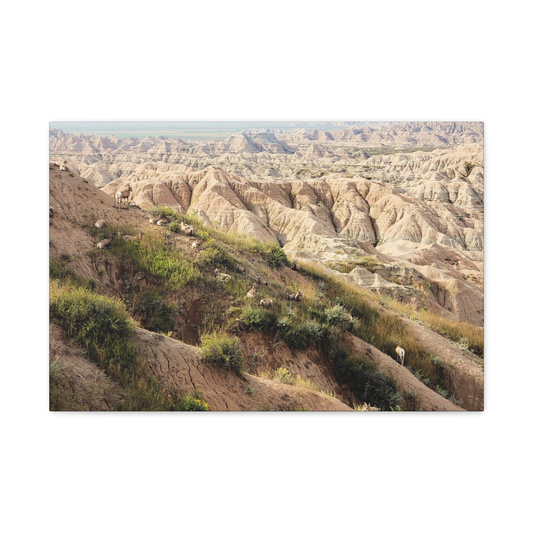 Wrapped Canvas Wall Art of Bighorn Sheep on Rugged Cliffs in Badlands National Park, South Dakota – Wildlife and Scenic Nature Photography - Image 13