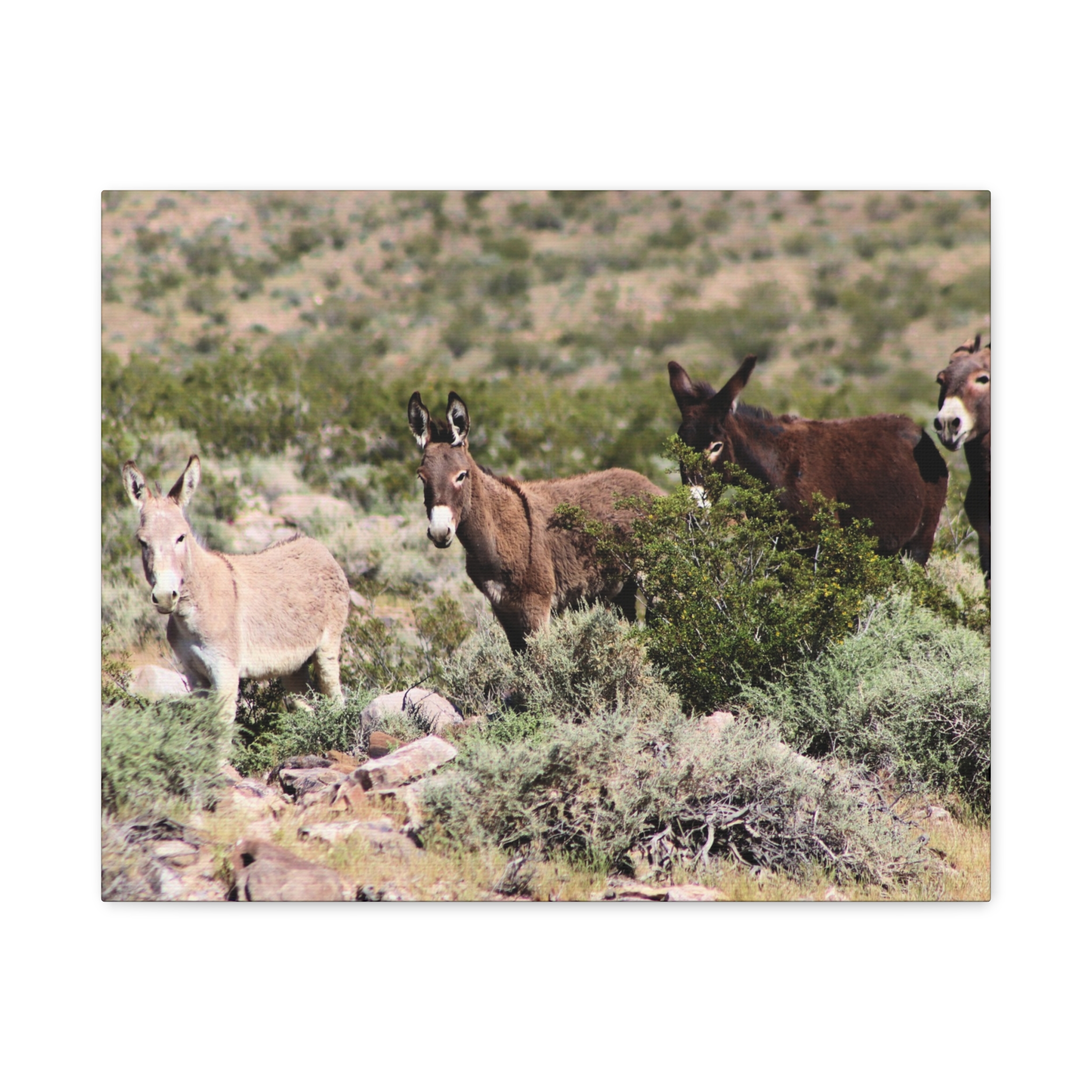 Wild Donkey Family in Nevada Wrapped Canvas Wall Art – Desert Wildlife Photography – Burros in Natural Habitat Gallery Print Ready to Hang - Image 9