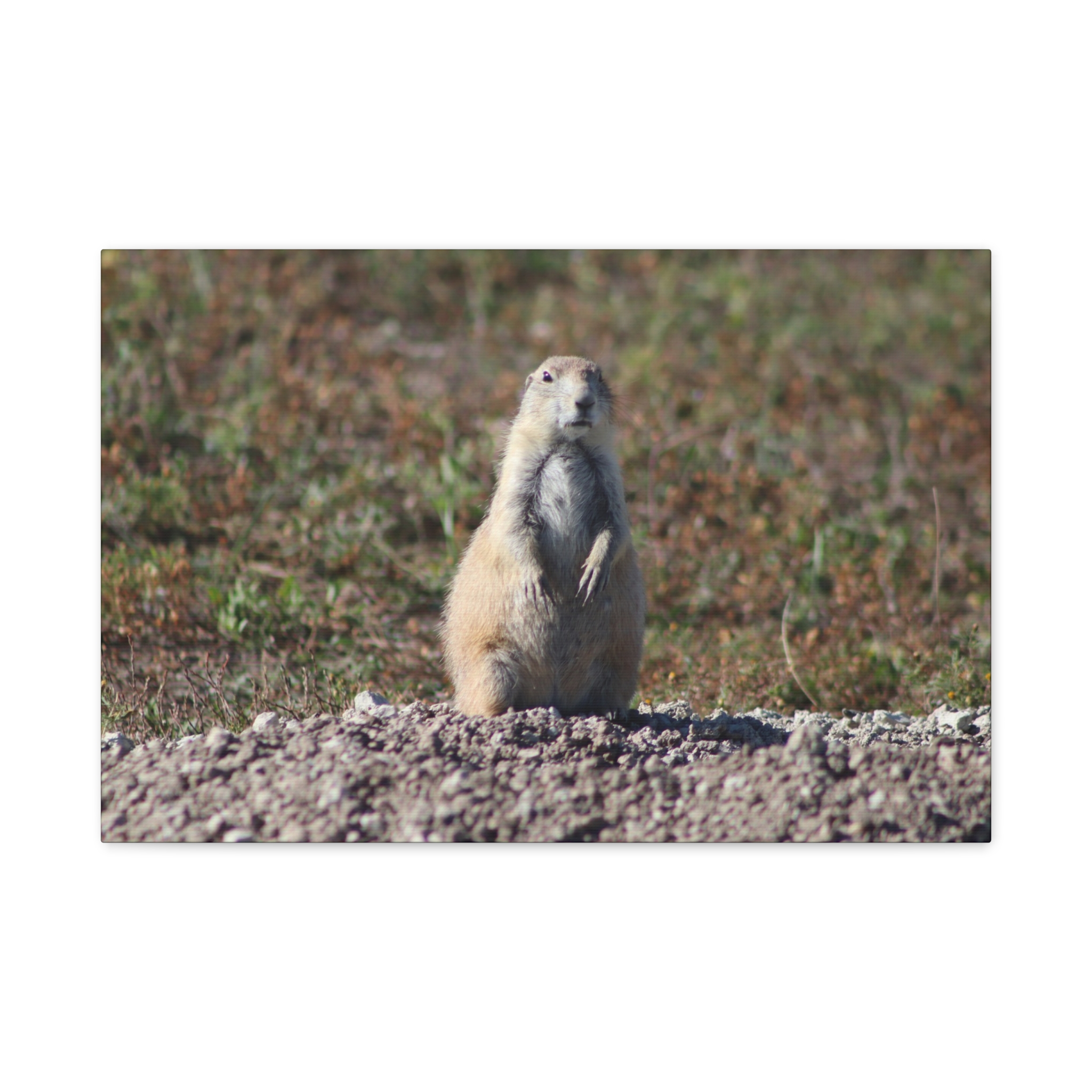 Prairie Dog Wrapped Canvas Wall Art – Badlands National Park, South Dakota Wildlife and Prairie Landscape Photography – Gallery-Wrapped, Ready-to-Hang Rustic Western Home Décor - Image 13
