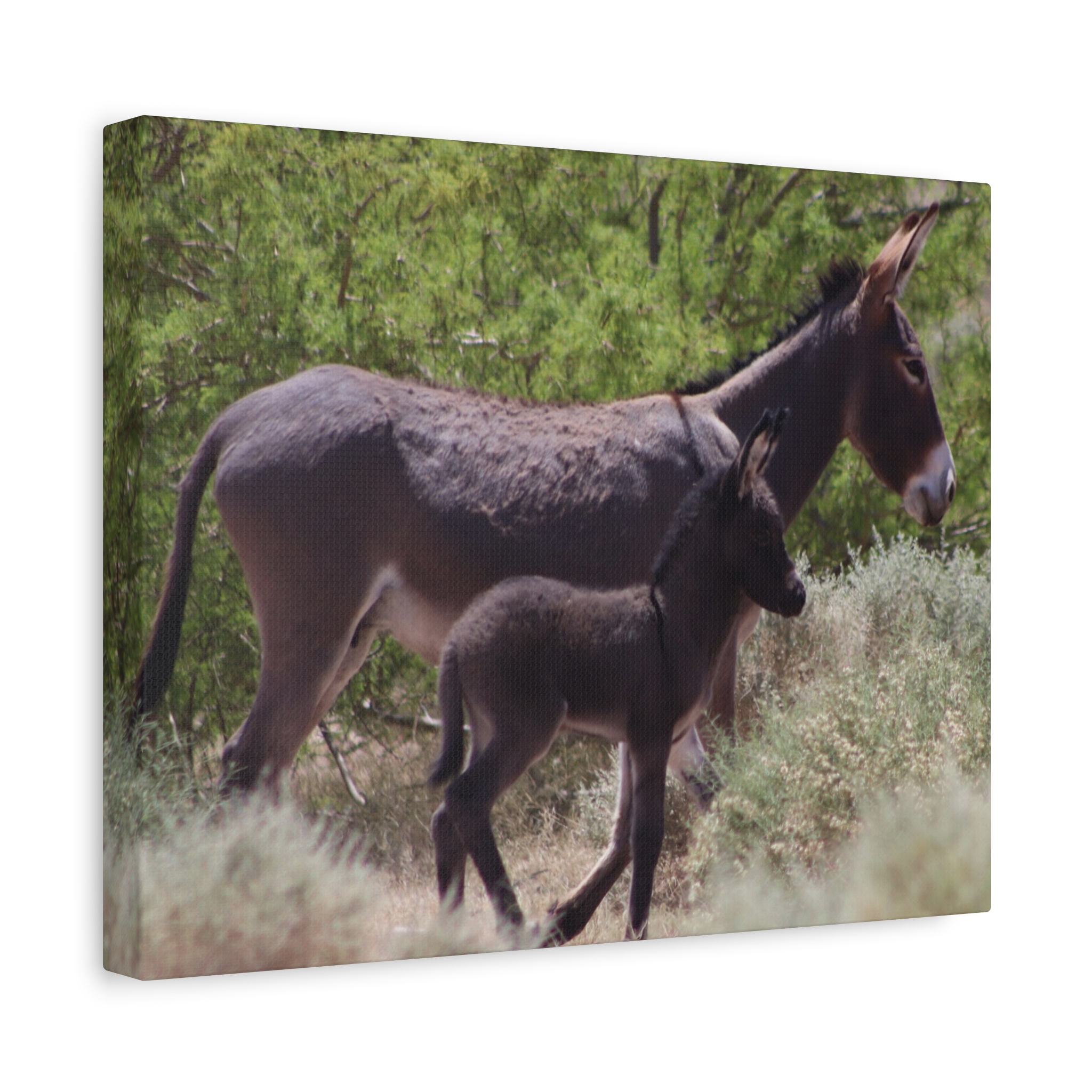 Father and Son Wild Donkeys in Nevada Wrapped Canvas Wall Art – Southwestern Desert Wildlife Photography – Burros in Nature Print Ready to Hang - Image 6
