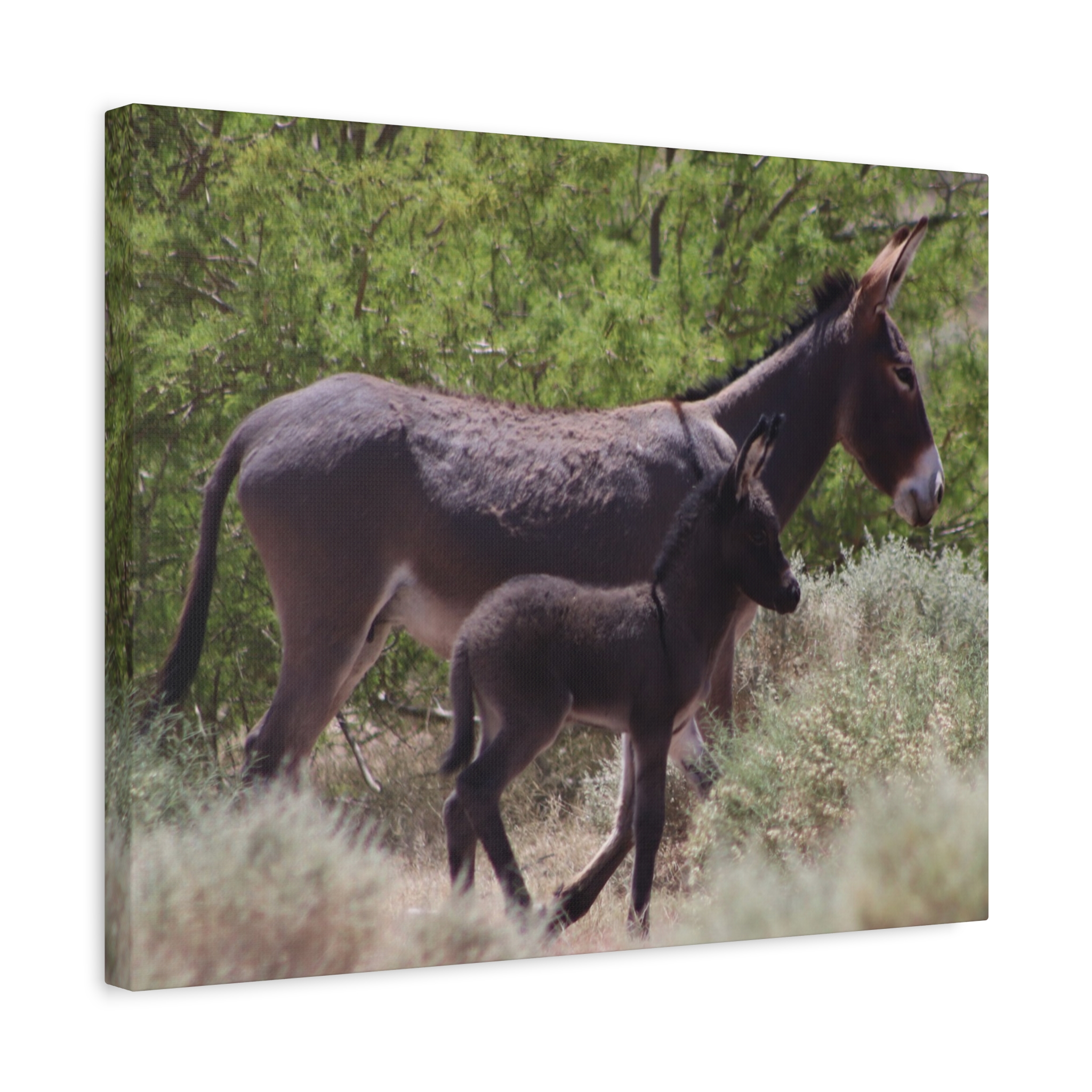 Father and Son Wild Donkeys in Nevada Wrapped Canvas Wall Art – Southwestern Desert Wildlife Photography – Burros in Nature Print Ready to Hang - Image 10