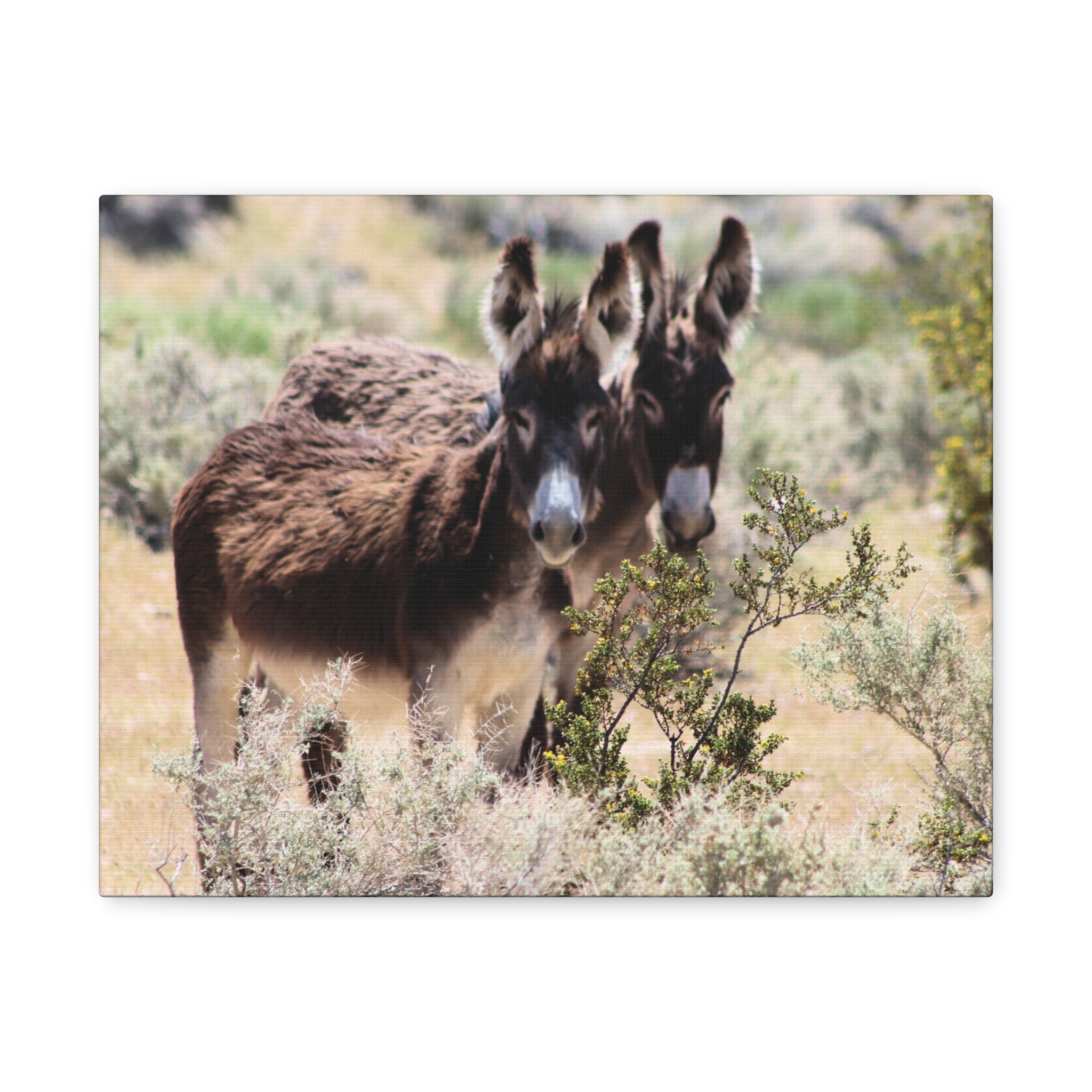 Wild Donkey Couple in Nevada Wrapped Canvas Wall Art – Desert Wildlife Photography – Burros in Natural Habitat Gallery Print Ready to Hang - Image 5