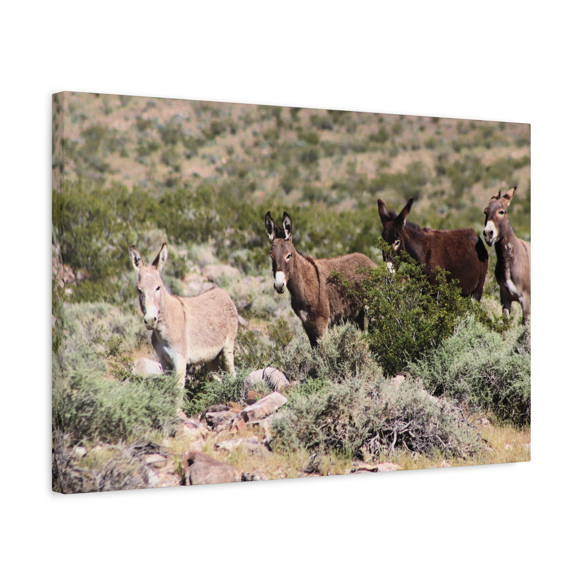 Wild Donkey Family in Nevada Wrapped Canvas Wall Art – Desert Wildlife Photography – Burros in Natural Habitat Gallery Print Ready to Hang - Image 14