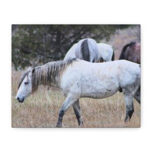 Wild Horses at Theodore Roosevelt National Park, North Dakota – Large Wrapped Canvas Wall Art of Free-Roaming Mustangs