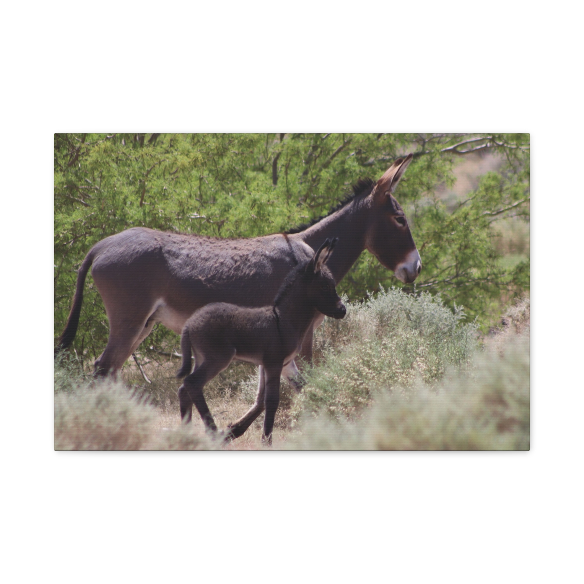 Father and Son Wild Donkeys in Nevada Wrapped Canvas Wall Art – Southwestern Desert Wildlife Photography – Burros in Nature Print Ready to Hang - Image 13