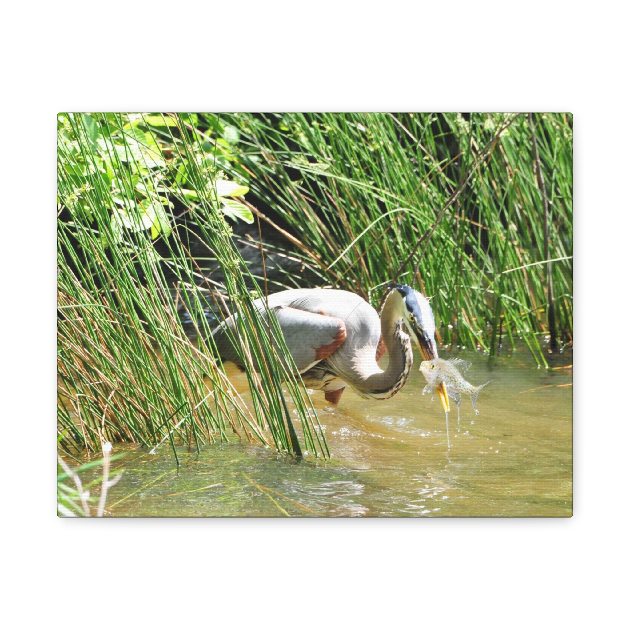 Gallery Wrapped Canvas Wall Art – Great Blue Heron with Fish in Reeds – North Carolina Wetlands Wildlife Photography Coastal Bird Decor - Image 5