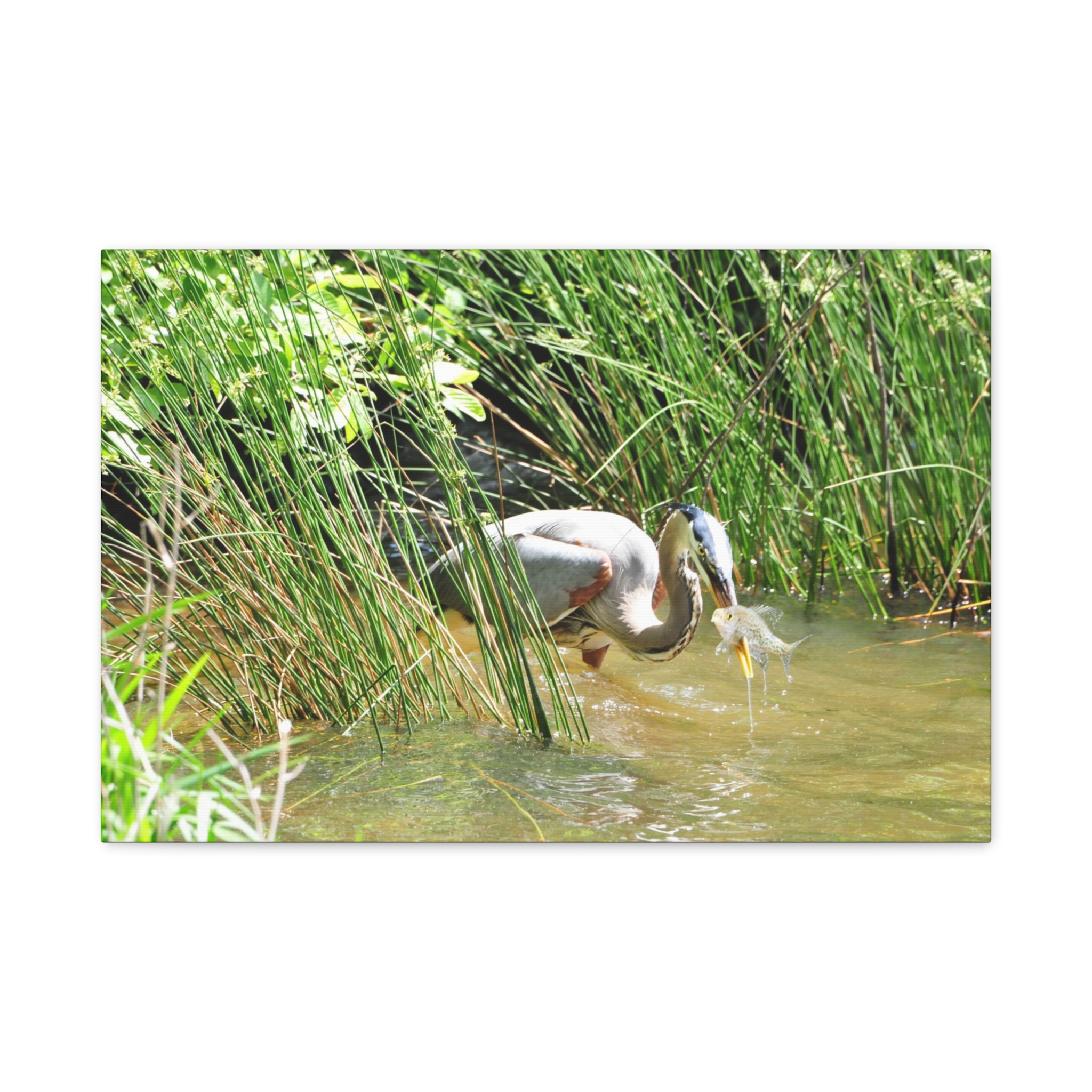 Gallery Wrapped Canvas Wall Art – Great Blue Heron with Fish in Reeds – North Carolina Wetlands Wildlife Photography Coastal Bird Decor - Image 13