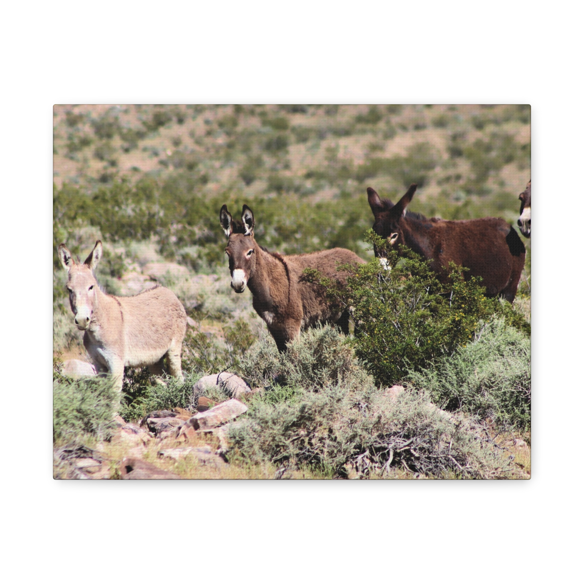 Wild Donkey Family in Nevada Wrapped Canvas Wall Art – Desert Wildlife Photography – Burros in Natural Habitat Gallery Print Ready to Hang - Image 5