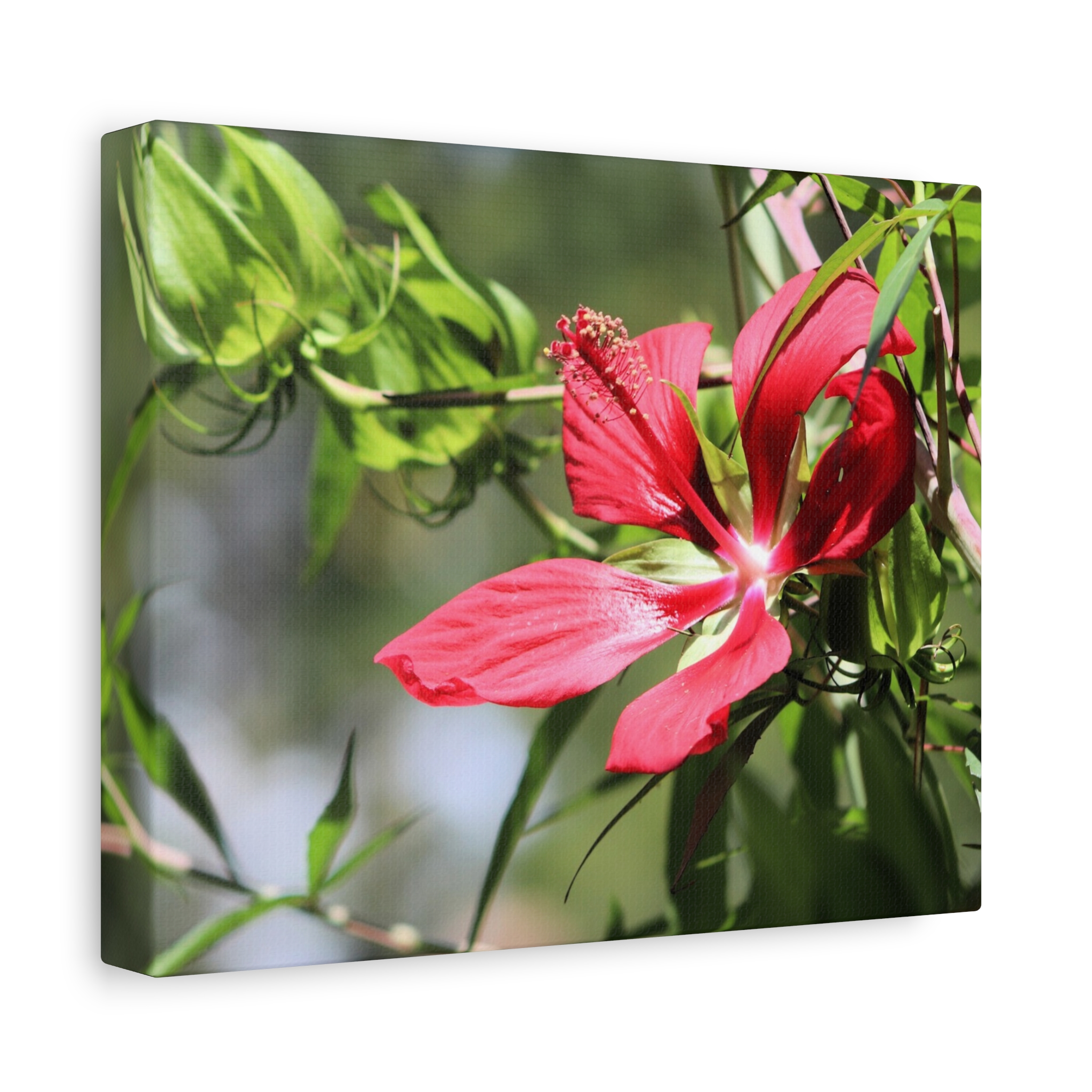 Blazing Star Hibiscus Canvas Wall Art – Vibrant Red Summer Flower Photography, Botanical Nature Print from North Carolina Gardens – Wrapped Canvas Home Decor - Image 2