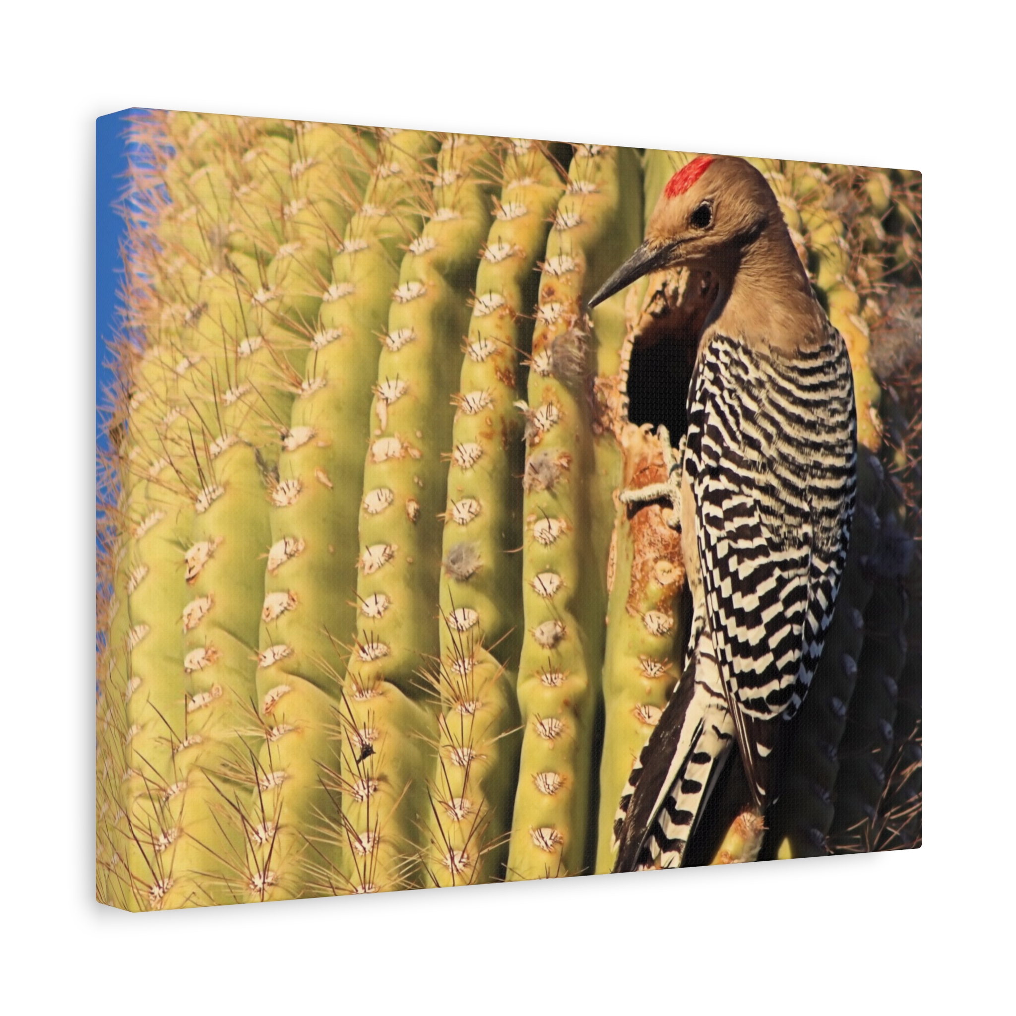 Gila Woodpecker on Saguaro Cactus – Wrapped Canvas Wall Art | Kofa National Wildlife Refuge Print | Arizona Bird and Desert Home Decor - Image 6