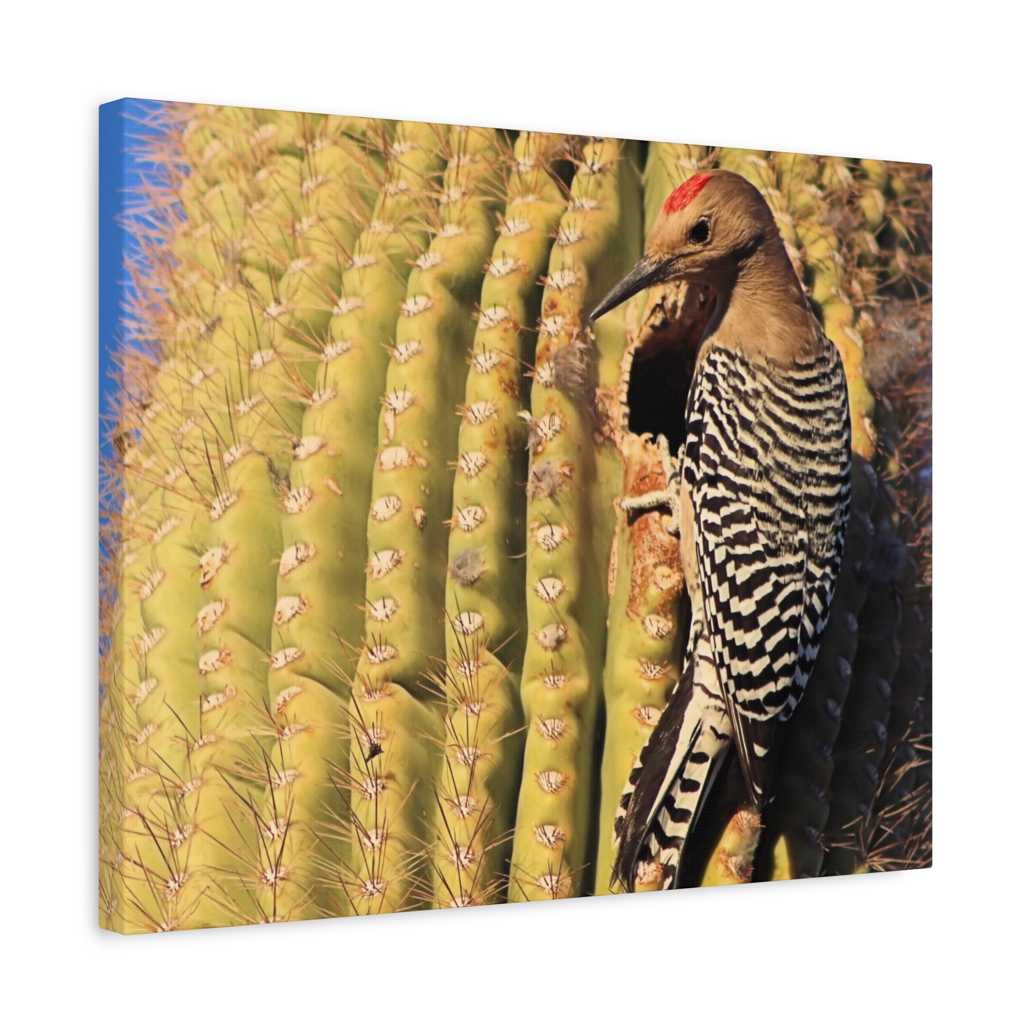 Gila Woodpecker on Saguaro Cactus – Wrapped Canvas Wall Art | Kofa National Wildlife Refuge Print | Arizona Bird and Desert Home Decor - Image 10