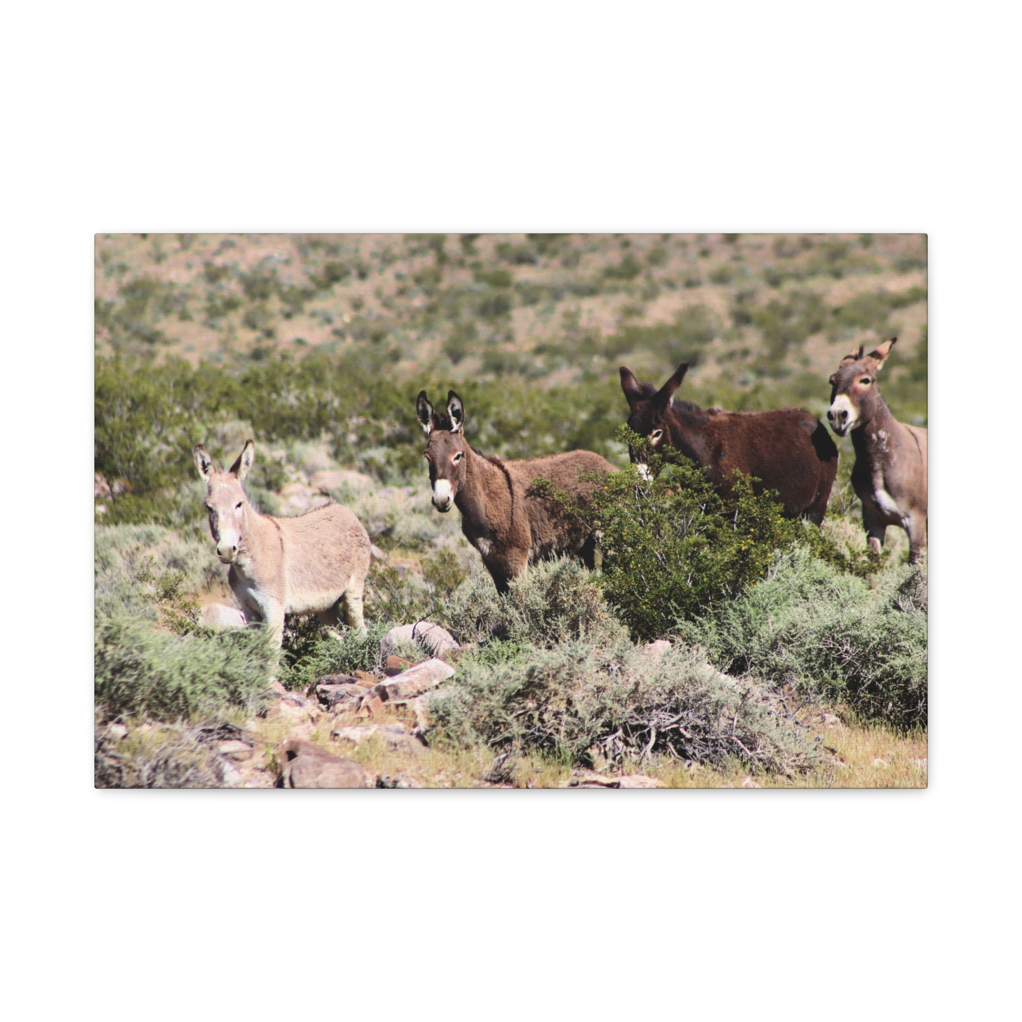 Wild Donkey Family in Nevada Wrapped Canvas Wall Art – Desert Wildlife Photography – Burros in Natural Habitat Gallery Print Ready to Hang - Image 13