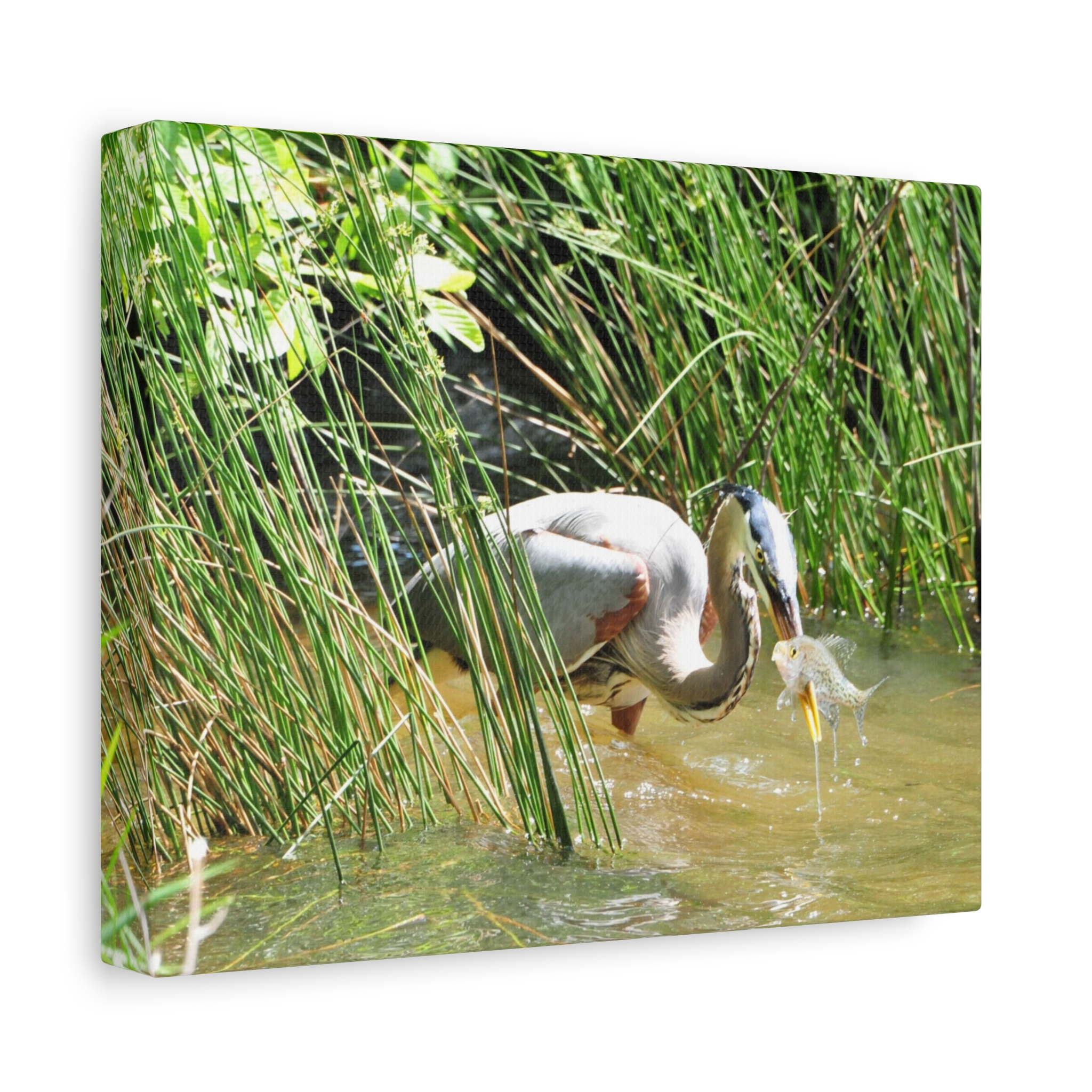 Gallery Wrapped Canvas Wall Art – Great Blue Heron with Fish in Reeds – North Carolina Wetlands Wildlife Photography Coastal Bird Decor - Image 2