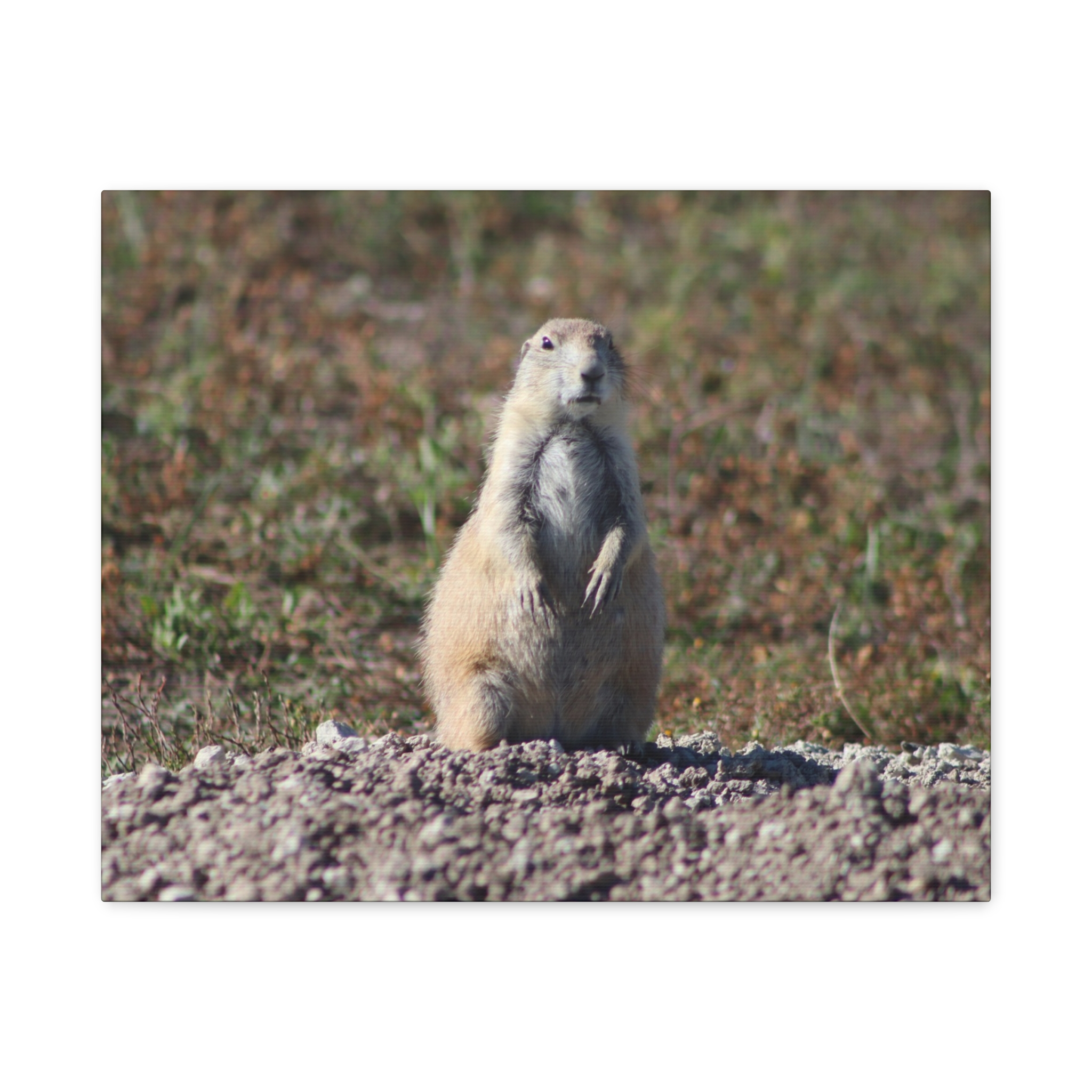 Prairie Dog Wrapped Canvas Wall Art – Badlands National Park, South Dakota Wildlife and Prairie Landscape Photography – Gallery-Wrapped, Ready-to-Hang Rustic Western Home Décor - Image 9