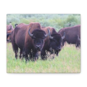 Wild Buffalo in Grand Teton National Park Wyoming – Large Wildlife Photography Wrapped Canvas Print of American Bison Herd in Meadow – Rustic Western Nature Wall Art for Home, Lodge, or Office