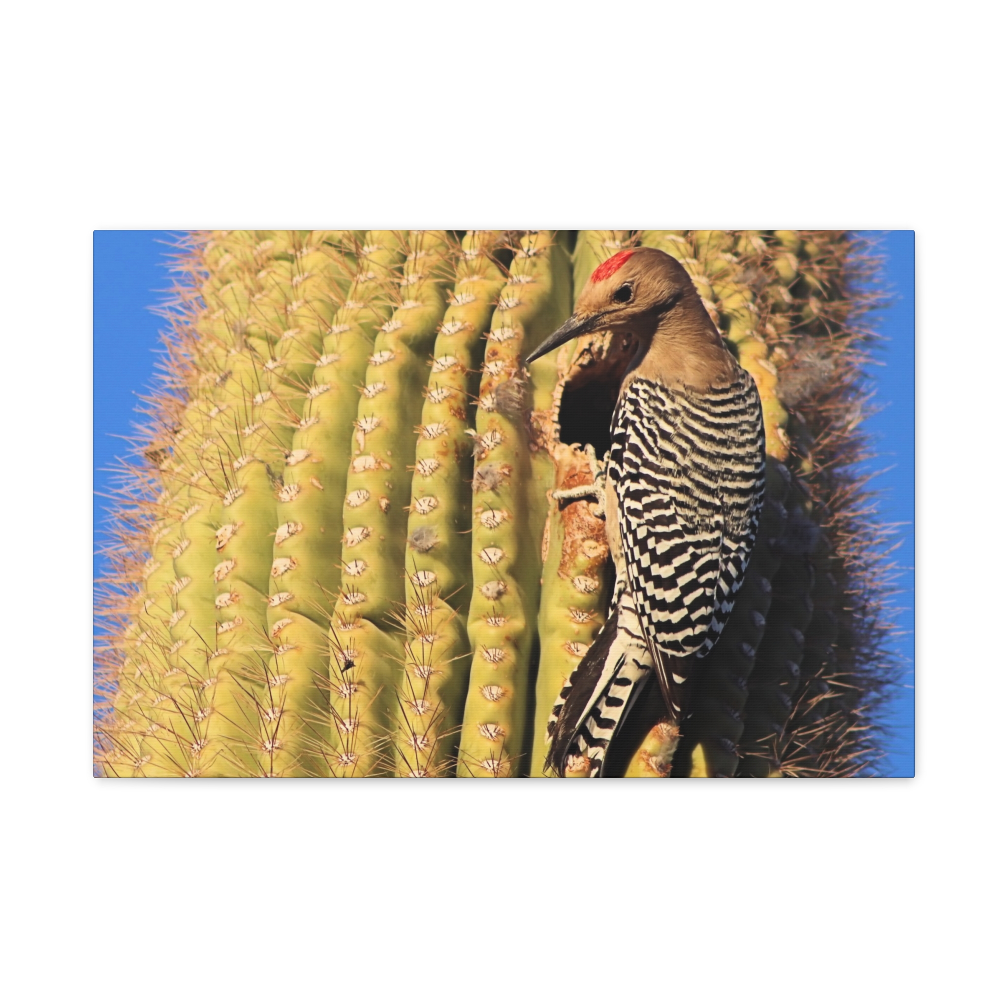 Gila Woodpecker on Saguaro Cactus – Wrapped Canvas Wall Art | Kofa National Wildlife Refuge Print | Arizona Bird and Desert Home Decor - Image 13