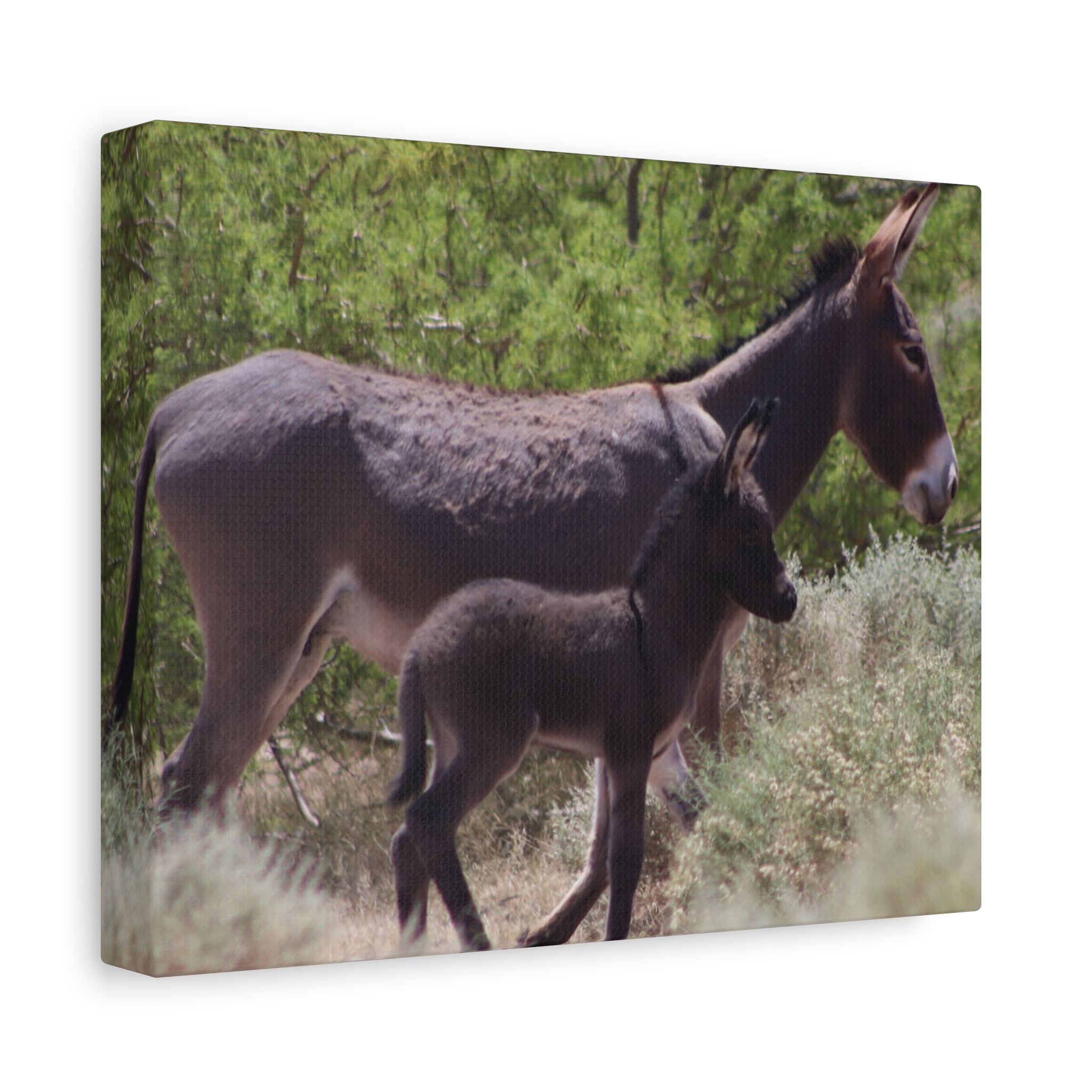 Father and Son Wild Donkeys in Nevada Wrapped Canvas Wall Art – Southwestern Desert Wildlife Photography – Burros in Nature Print Ready to Hang - Image 2