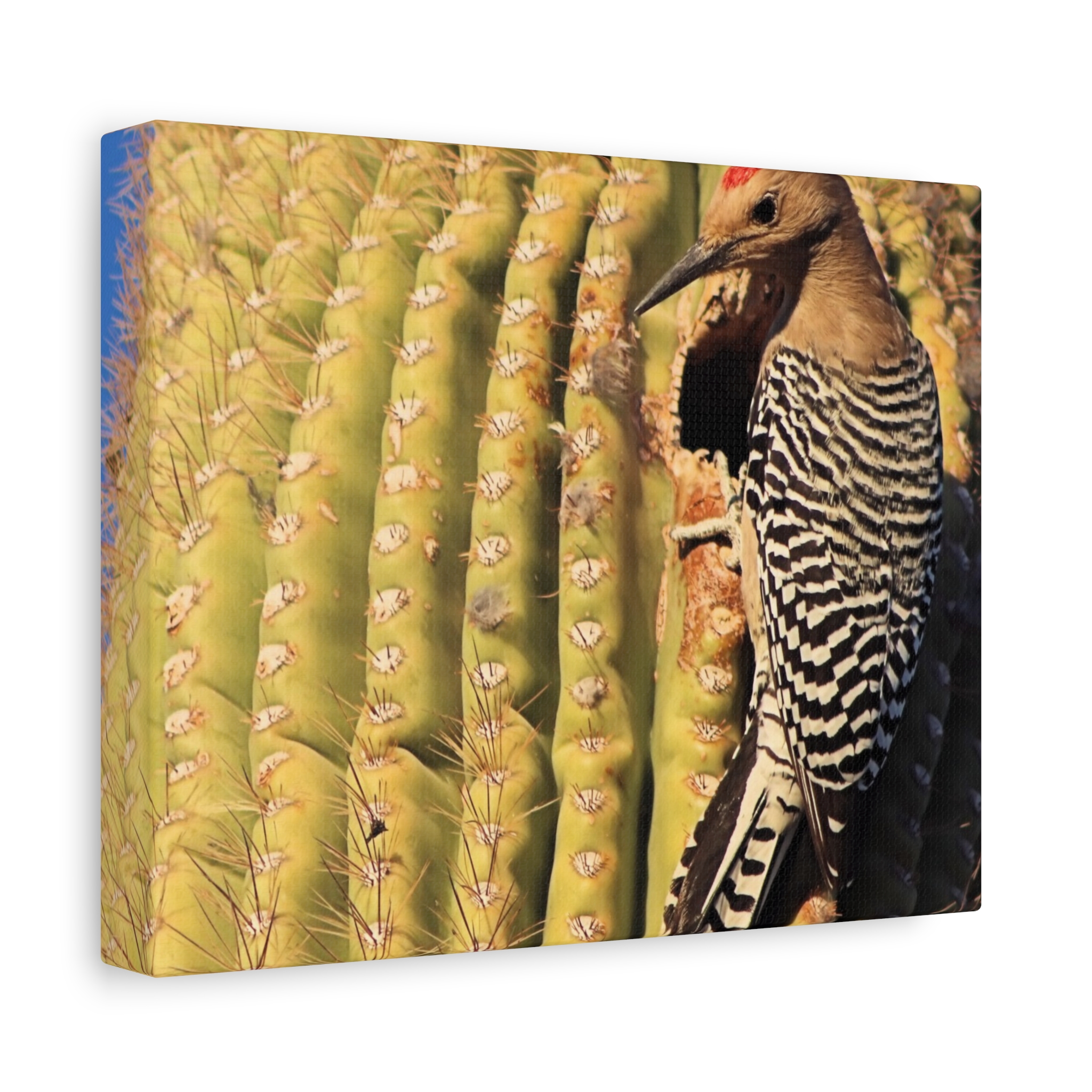 Gila Woodpecker on Saguaro Cactus – Wrapped Canvas Wall Art | Kofa National Wildlife Refuge Print | Arizona Bird and Desert Home Decor - Image 2