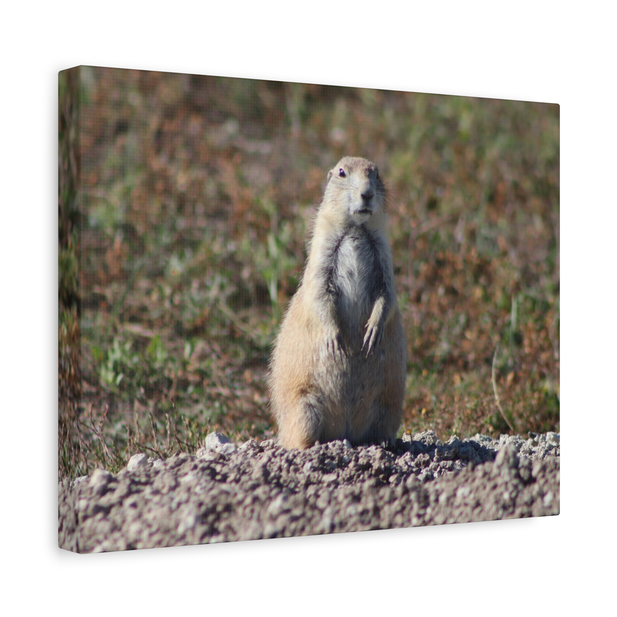 Prairie Dog Wrapped Canvas Wall Art – Badlands National Park, South Dakota Wildlife and Prairie Landscape Photography – Gallery-Wrapped, Ready-to-Hang Rustic Western Home Décor - Image 6