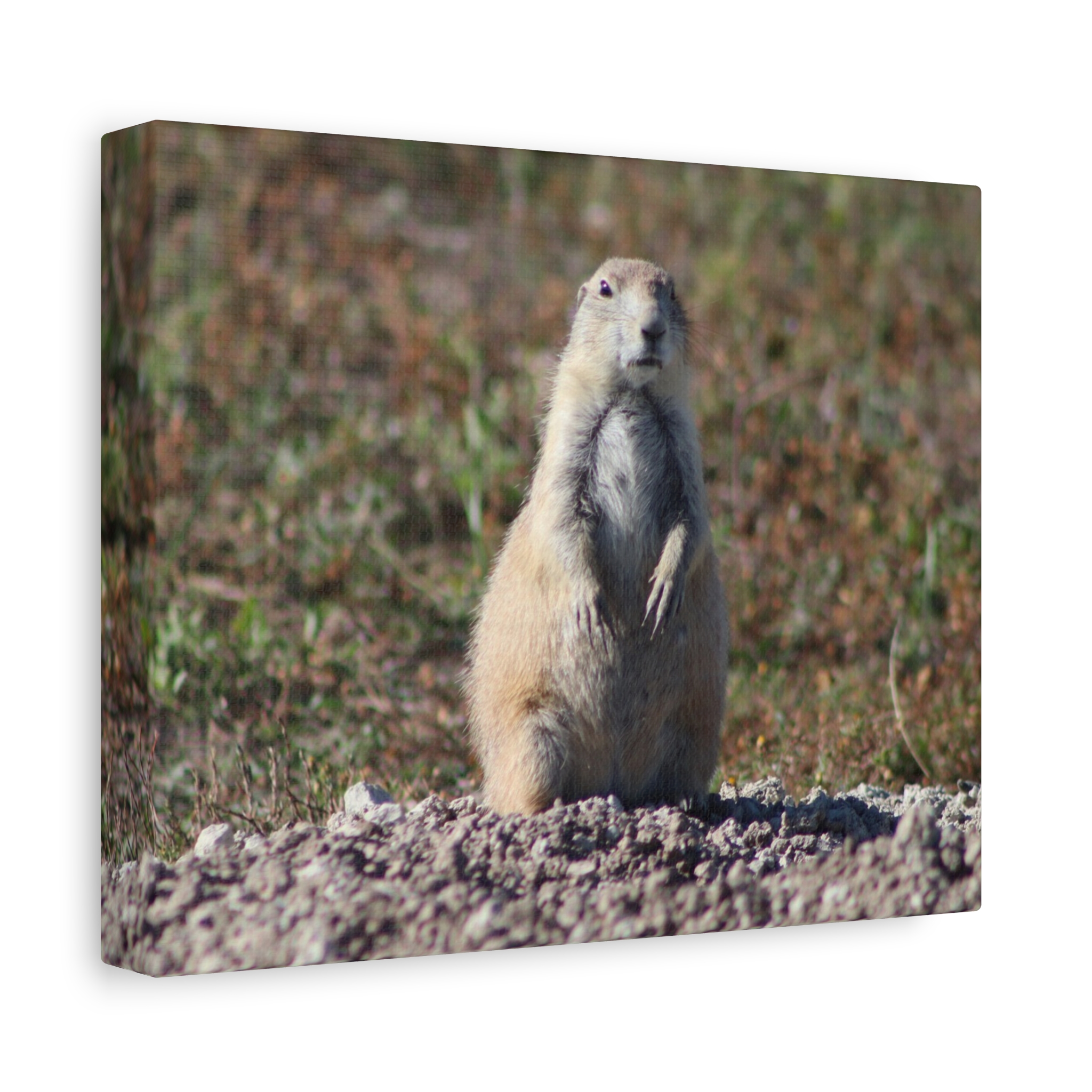 Prairie Dog Wrapped Canvas Wall Art – Badlands National Park, South Dakota Wildlife and Prairie Landscape Photography – Gallery-Wrapped, Ready-to-Hang Rustic Western Home Décor - Image 2
