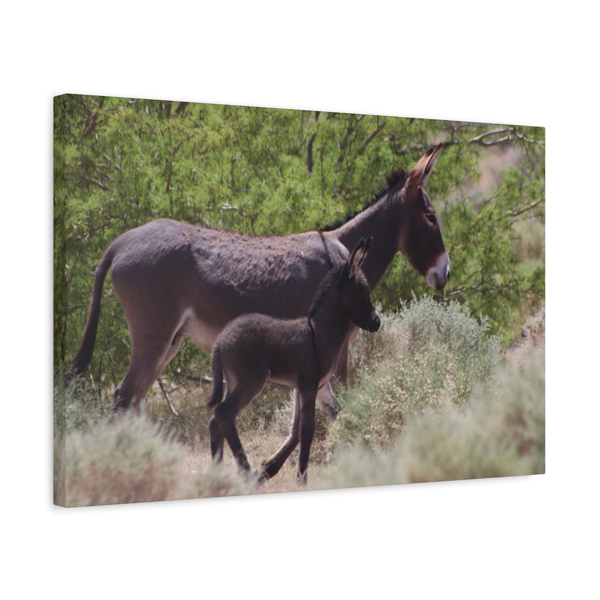 Father and Son Wild Donkeys in Nevada Wrapped Canvas Wall Art – Southwestern Desert Wildlife Photography – Burros in Nature Print Ready to Hang - Image 14