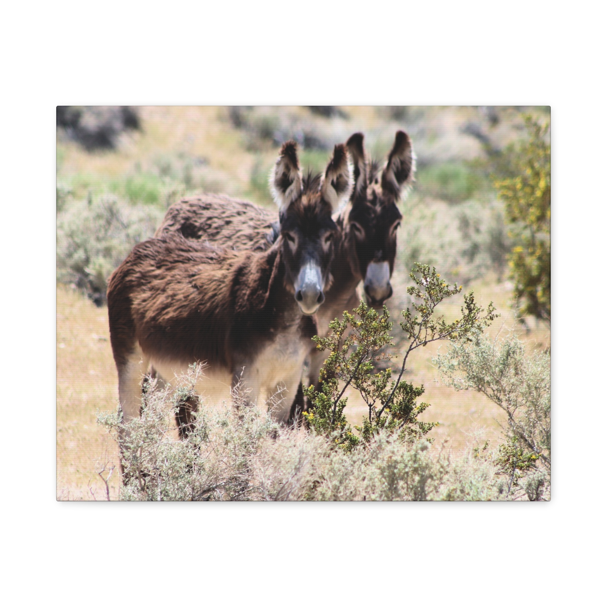 Wild Donkey Couple in Nevada Wrapped Canvas Wall Art – Desert Wildlife Photography – Burros in Natural Habitat Gallery Print Ready to Hang - Image 9