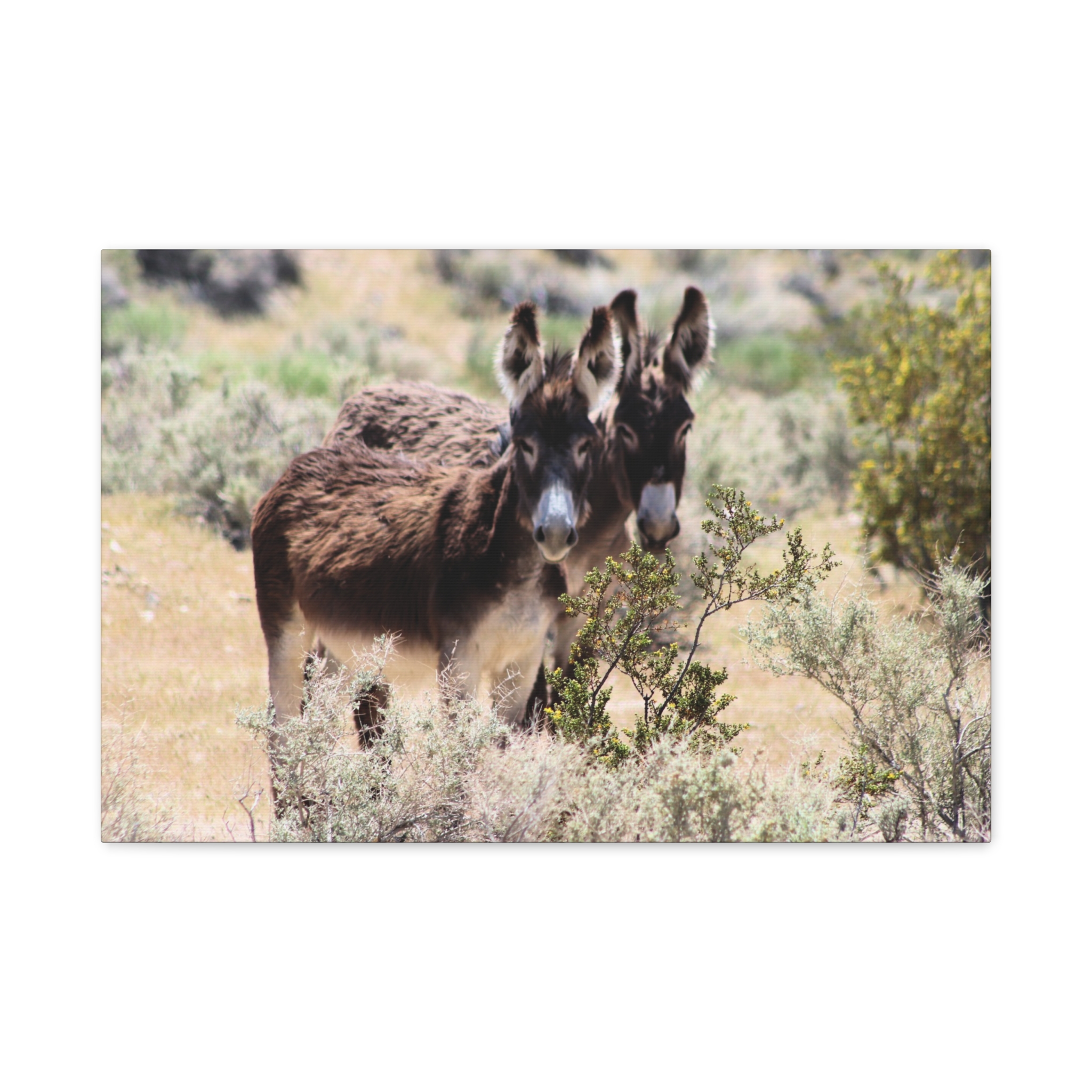 Wild Donkey Couple in Nevada Wrapped Canvas Wall Art – Desert Wildlife Photography – Burros in Natural Habitat Gallery Print Ready to Hang - Image 13