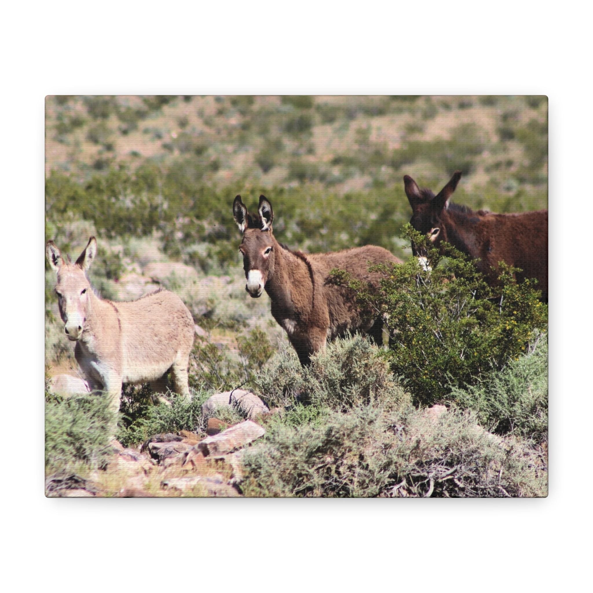 Wild Donkey Family in Nevada Wrapped Canvas Wall Art – Desert Wildlife Photography – Burros in Natural Habitat Gallery Print Ready to Hang
