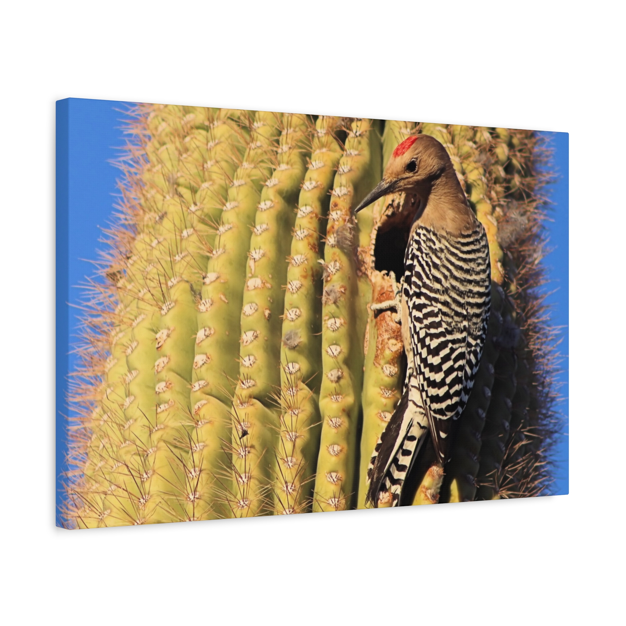 Gila Woodpecker on Saguaro Cactus – Wrapped Canvas Wall Art | Kofa National Wildlife Refuge Print | Arizona Bird and Desert Home Decor - Image 14