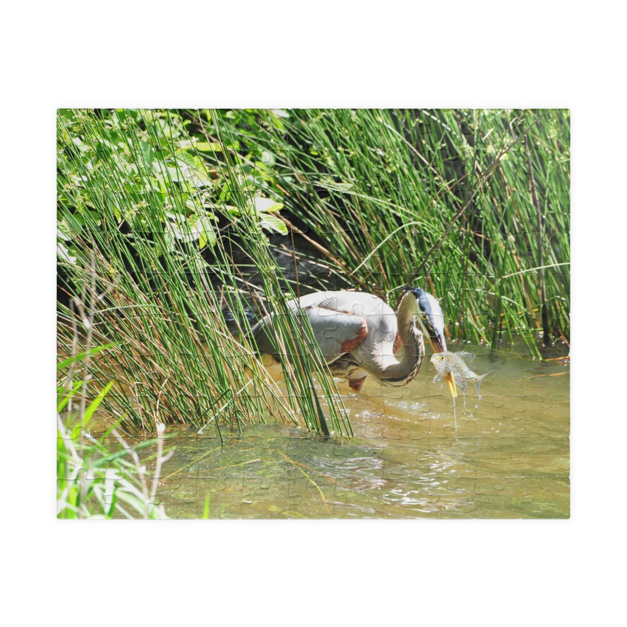 Blue Heron Catching a Fish Puzzle - Eastern North Carolina Wildlife Scene in Multiple Sizes, Original Photography