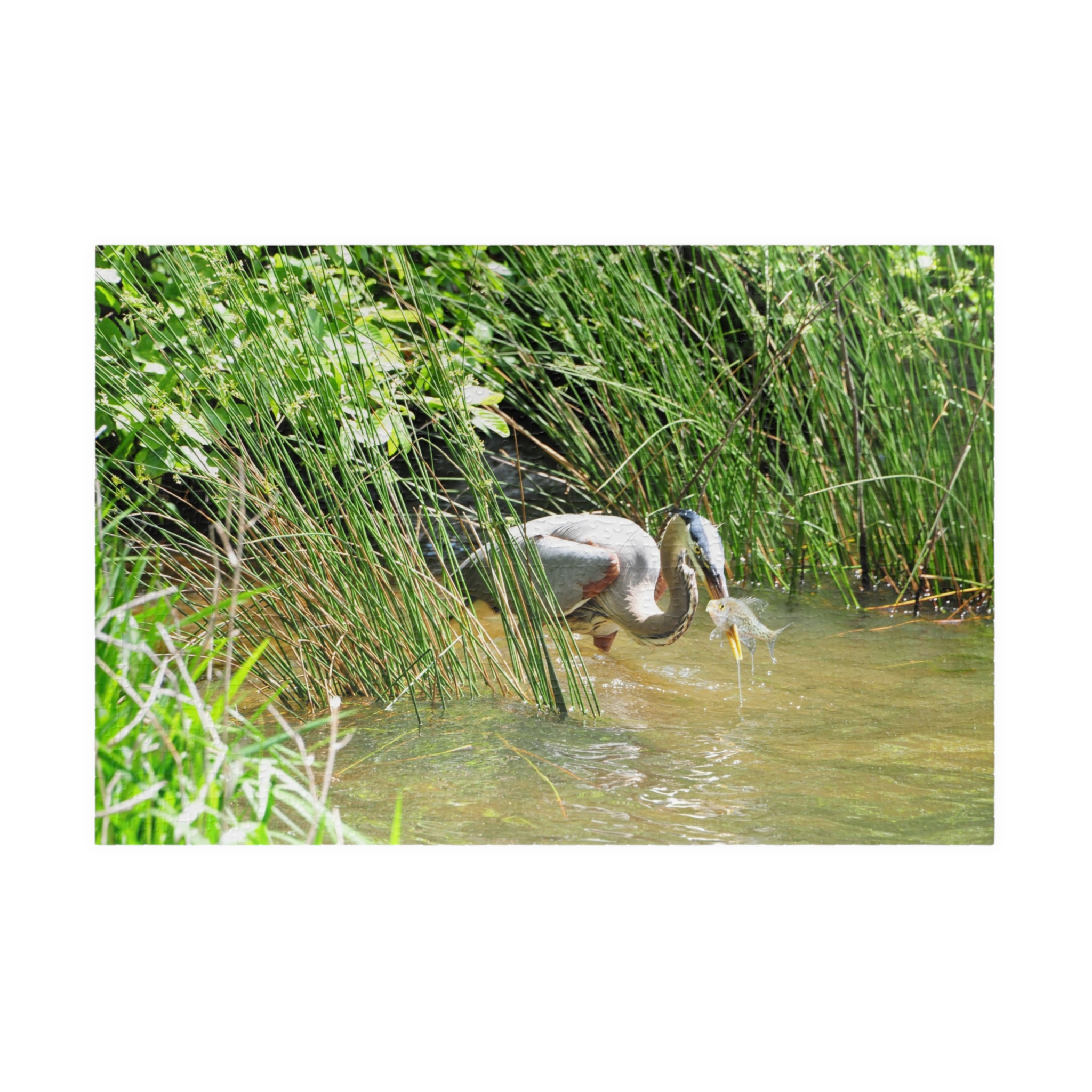 Blue Heron Catching a Fish Puzzle - Eastern North Carolina Wildlife Scene in Multiple Sizes, Original Photography - Image 13