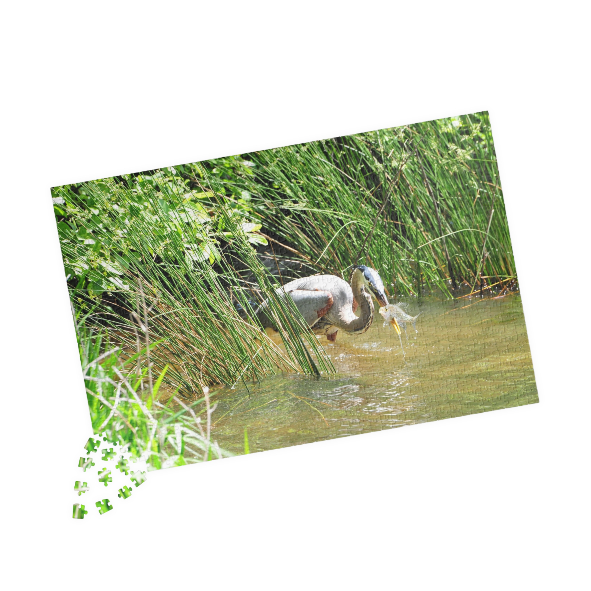 Blue Heron Catching a Fish Puzzle - Eastern North Carolina Wildlife Scene in Multiple Sizes, Original Photography - Image 15