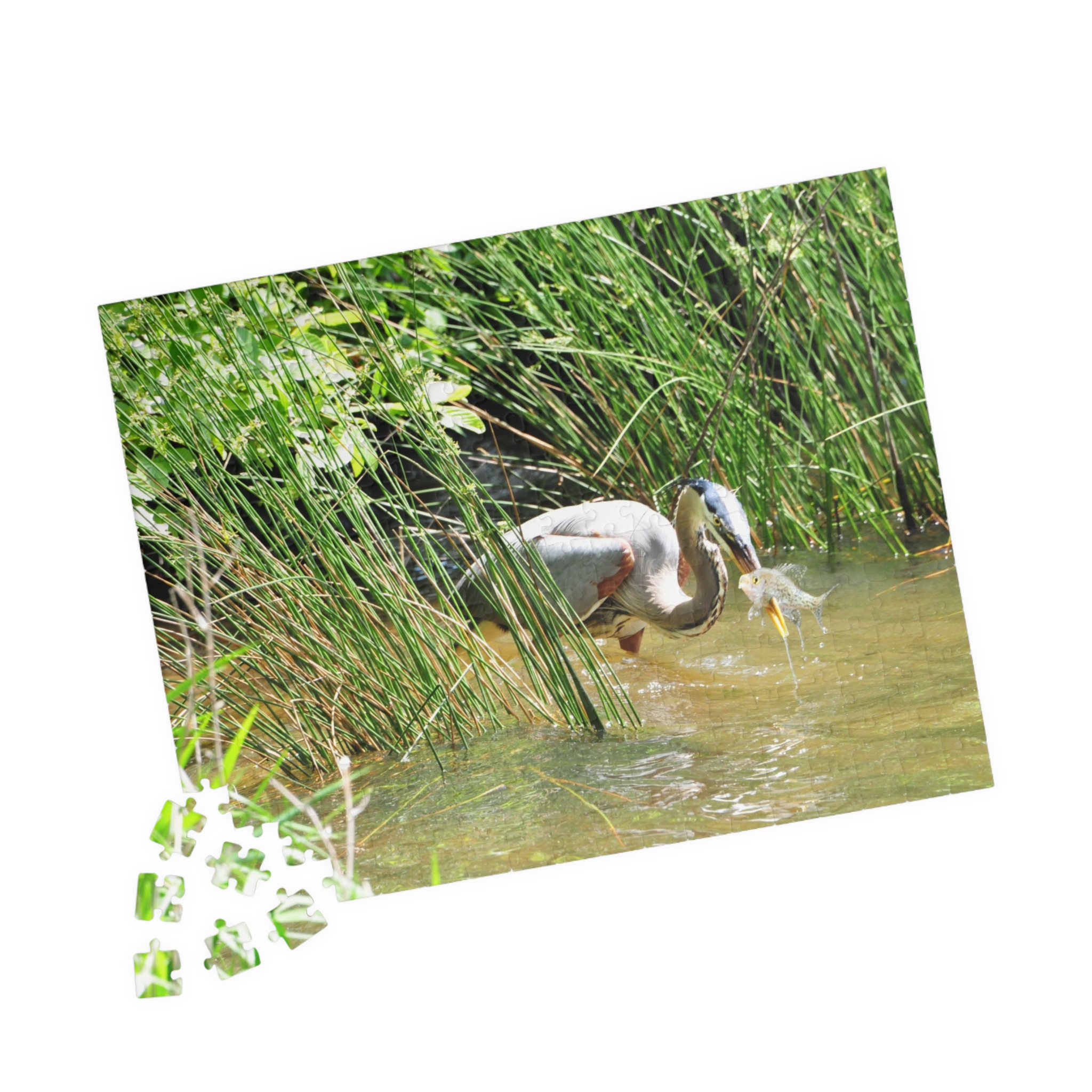 Blue Heron Catching a Fish Puzzle - Eastern North Carolina Wildlife Scene in Multiple Sizes, Original Photography - Image 7
