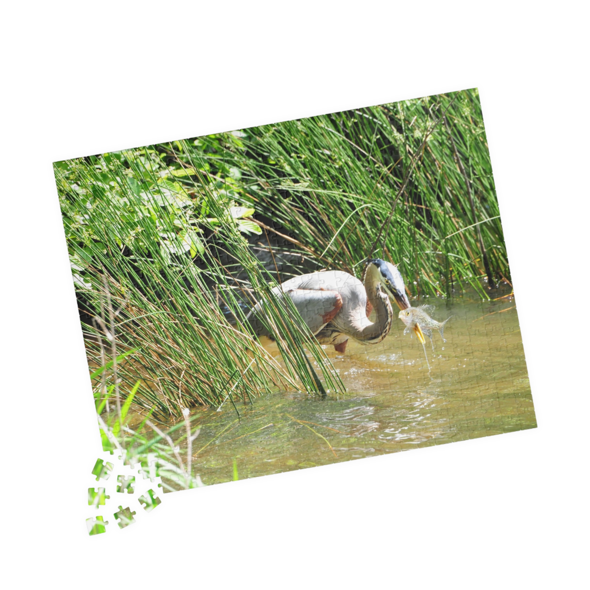 Blue Heron Catching a Fish Puzzle - Eastern North Carolina Wildlife Scene in Multiple Sizes, Original Photography - Image 11