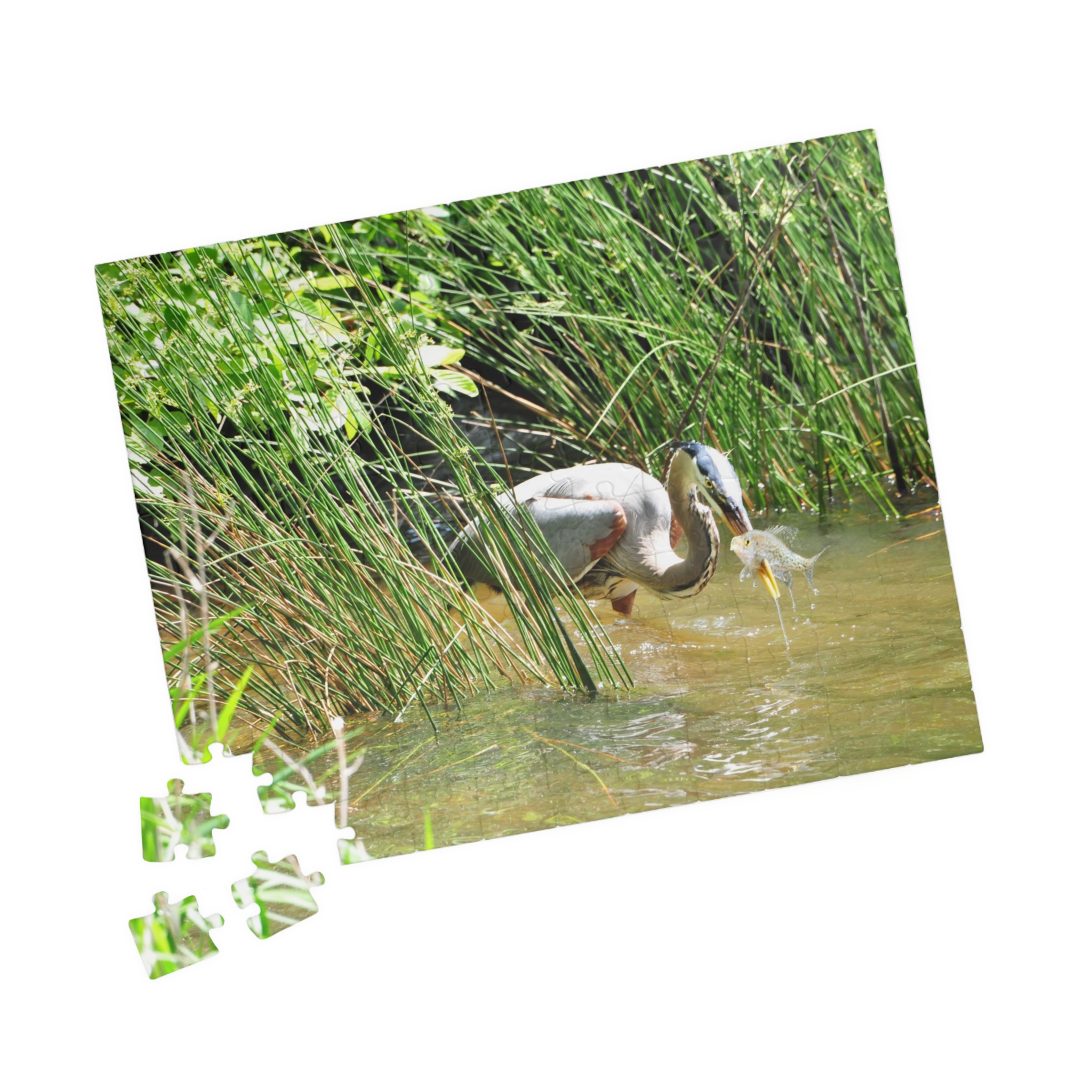 Blue Heron Catching a Fish Puzzle - Eastern North Carolina Wildlife Scene in Multiple Sizes, Original Photography - Image 3