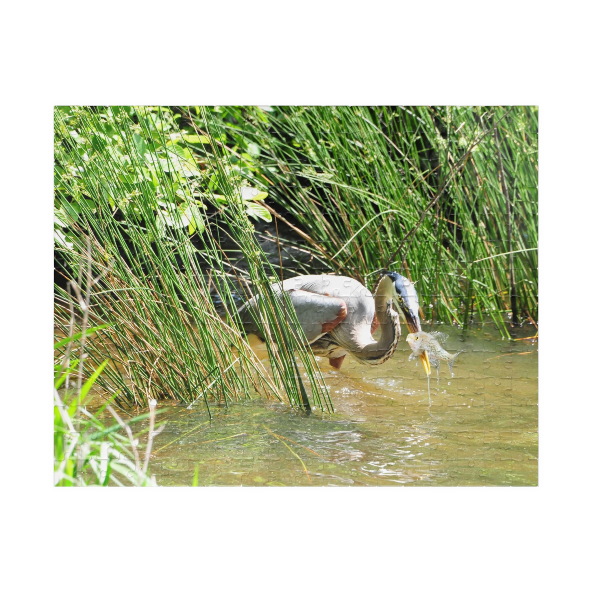 Blue Heron Catching a Fish Puzzle - Eastern North Carolina Wildlife Scene in Multiple Sizes, Original Photography - Image 5
