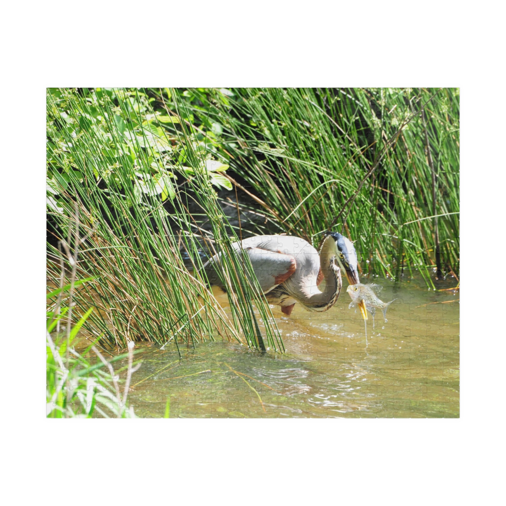 Blue Heron Catching a Fish Puzzle - Eastern North Carolina Wildlife Scene in Multiple Sizes, Original Photography - Image 9